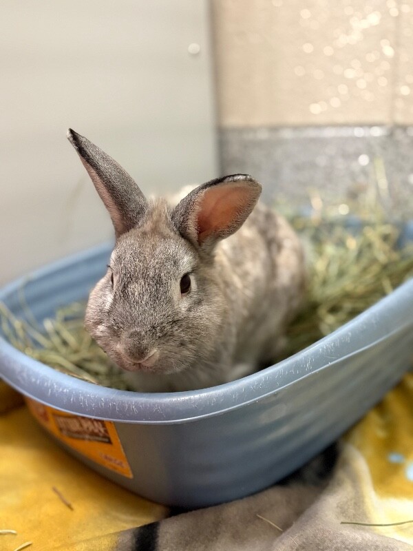Picture of the Animal Listed