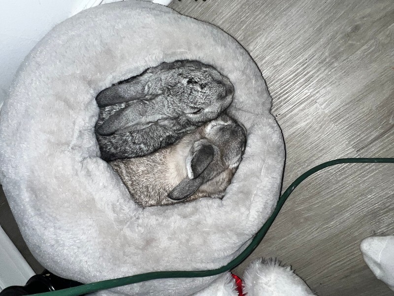 Picture of the Animal Listed