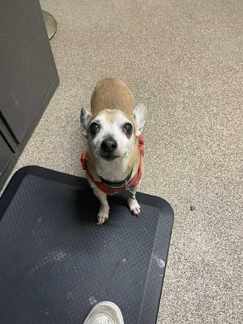 Picture of the Animal Listed