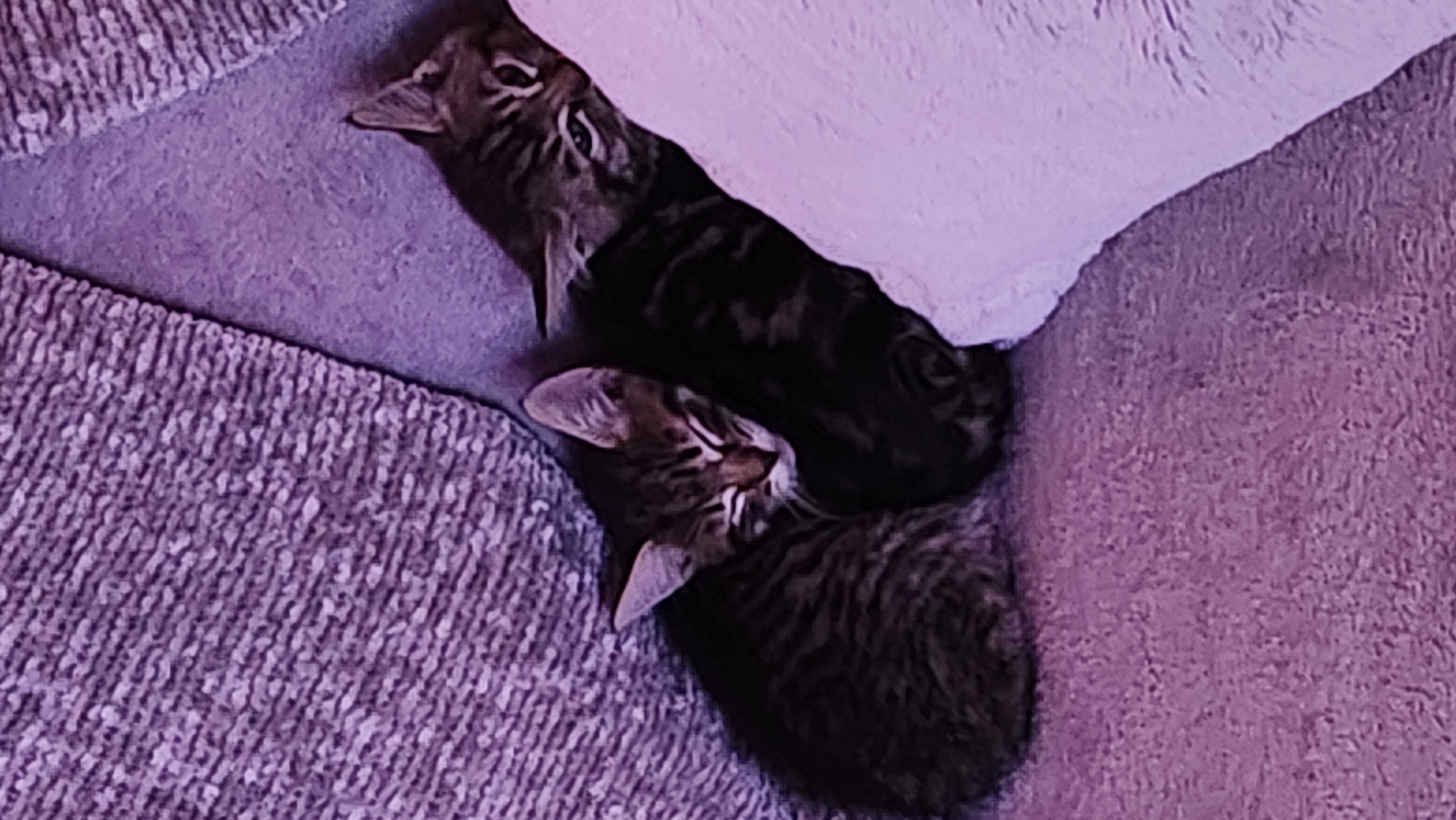 Picture of the Animal Listed