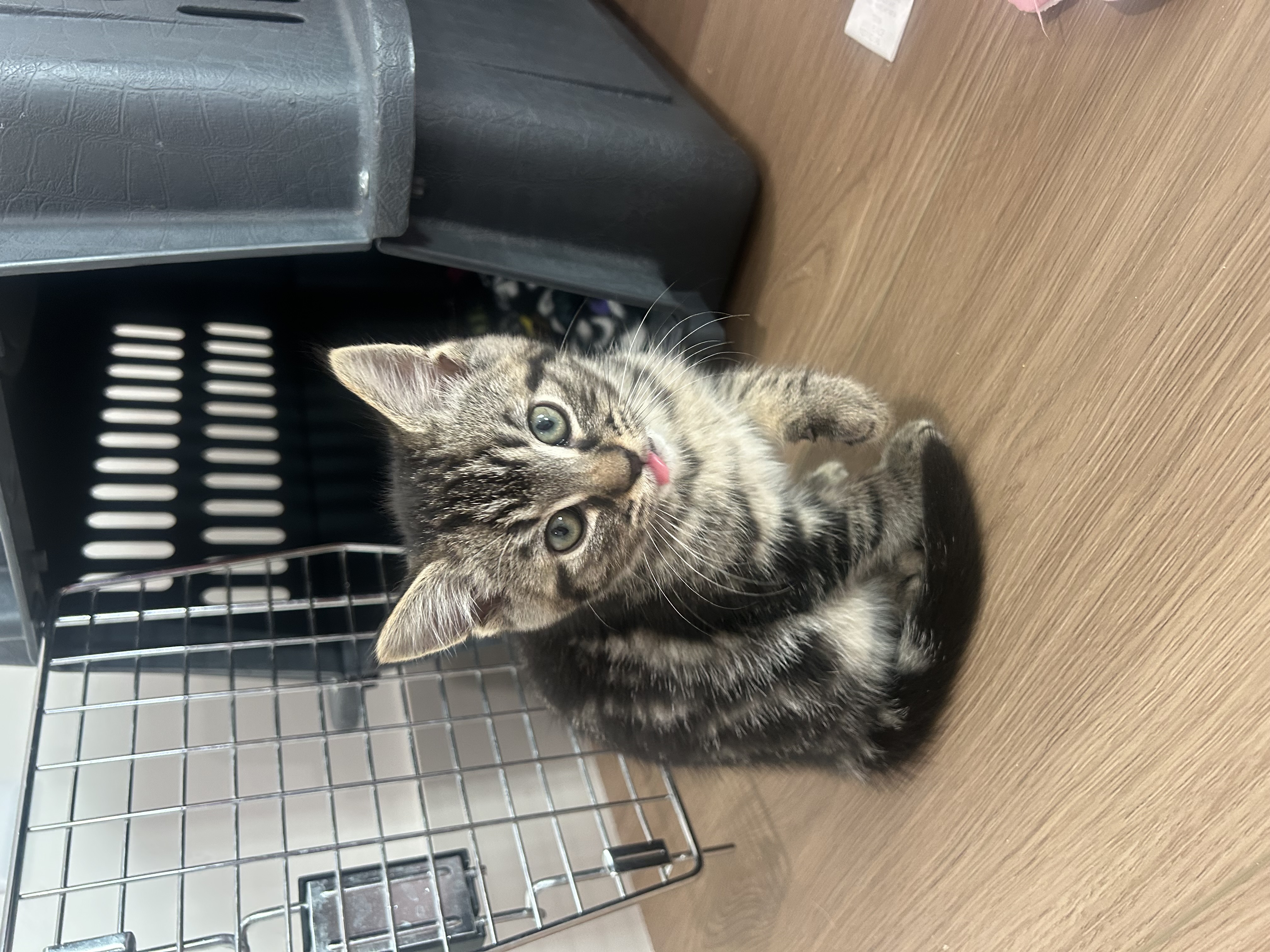 Picture of the Animal Listed