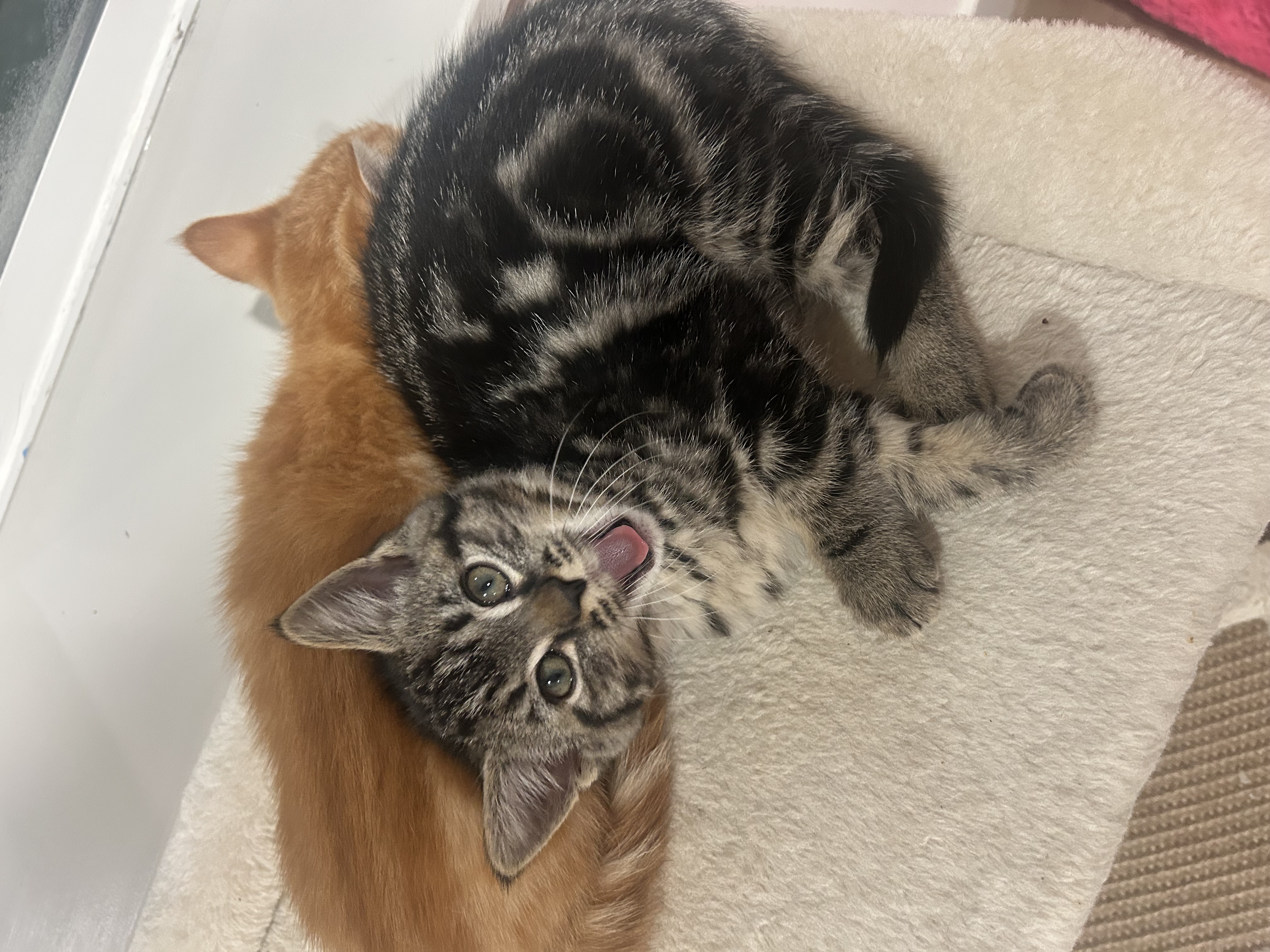 Picture of the Animal Listed