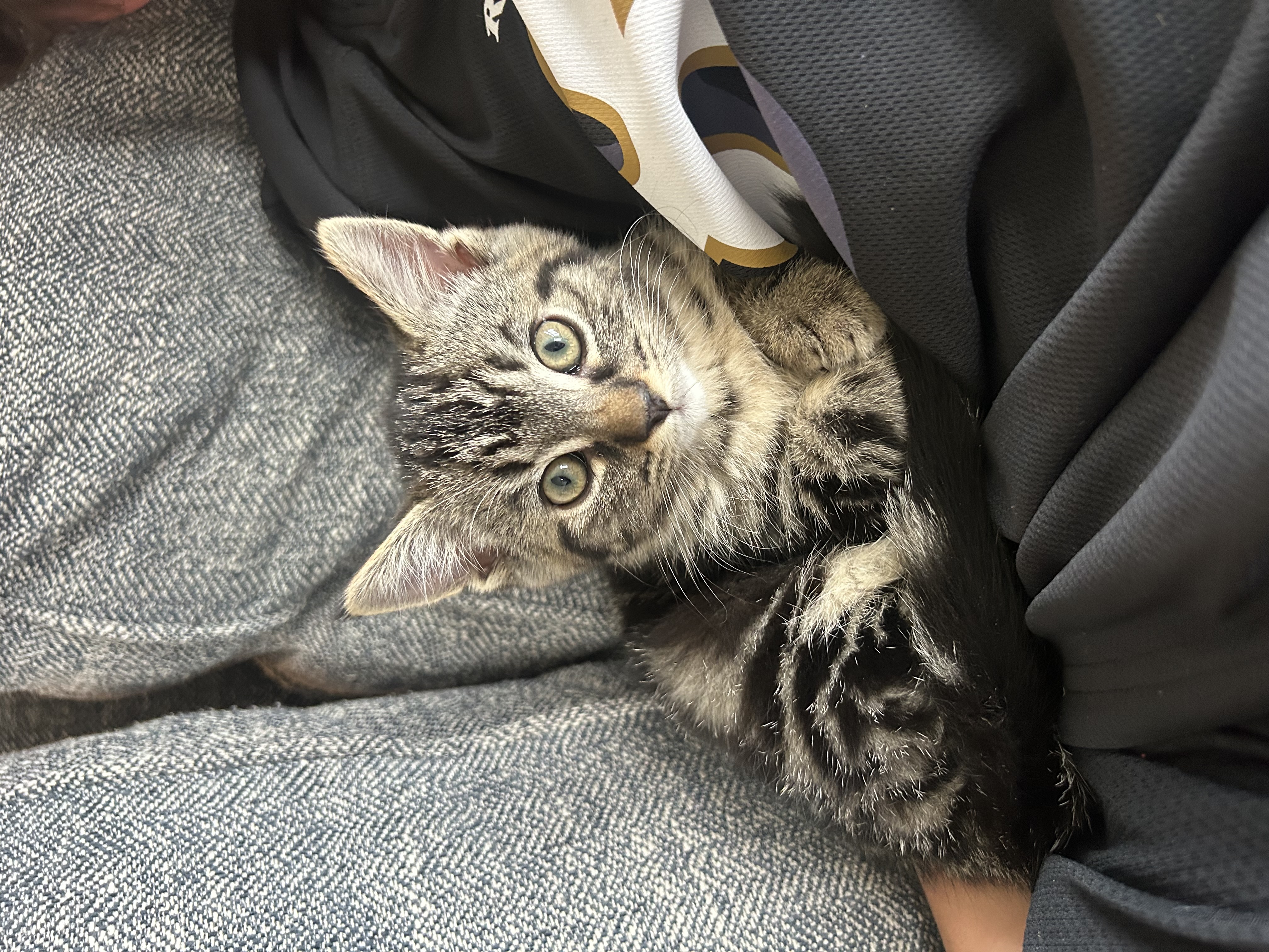 Picture of the Animal Listed