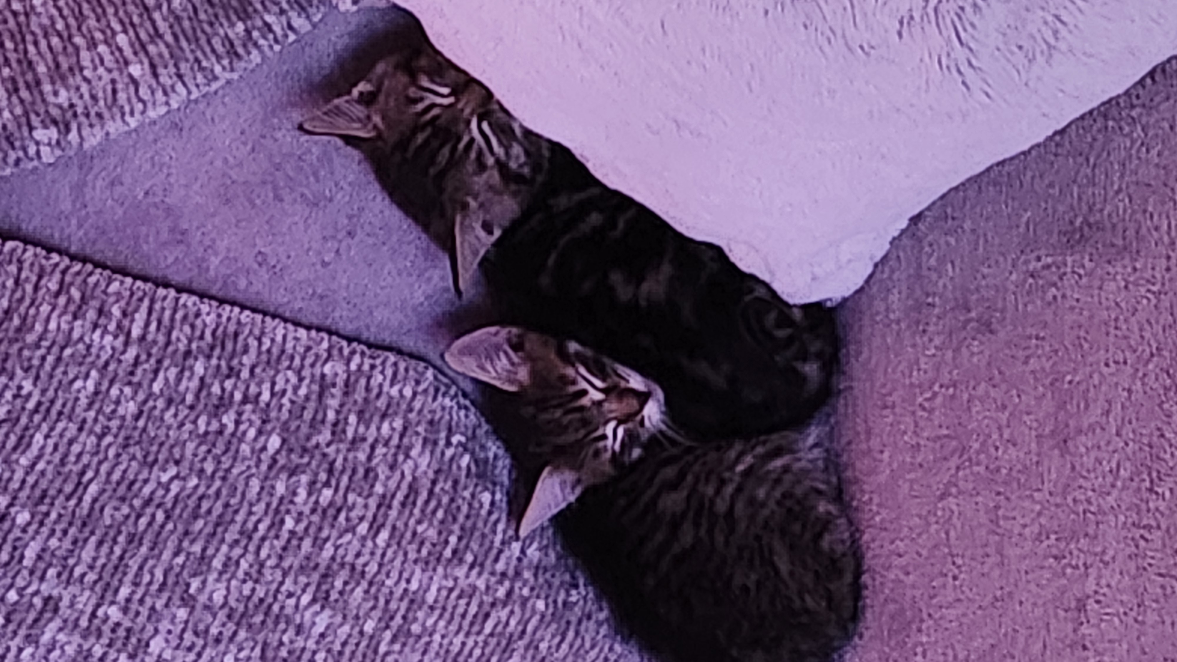 Picture of the Animal Listed