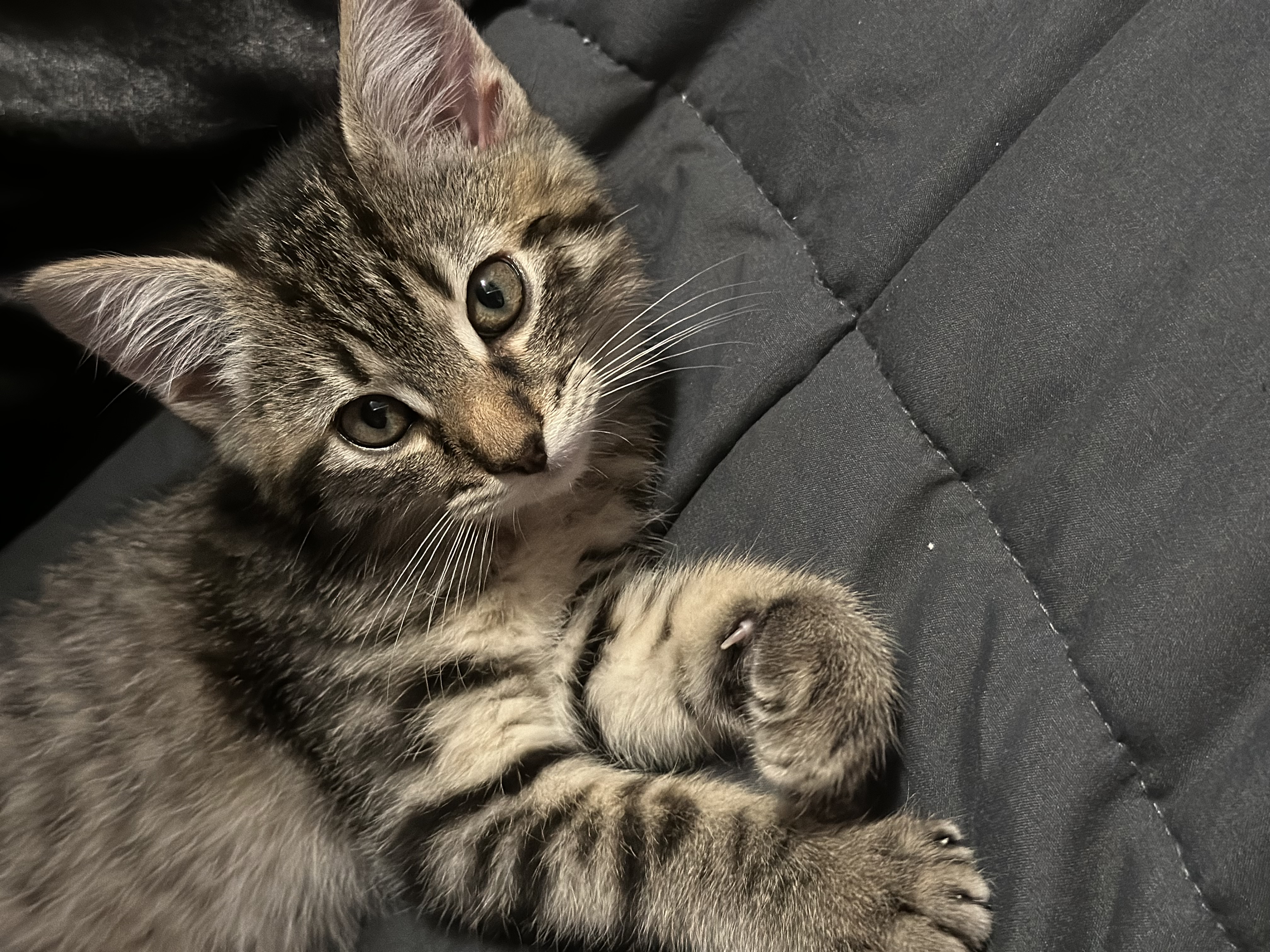 Picture of the Animal Listed