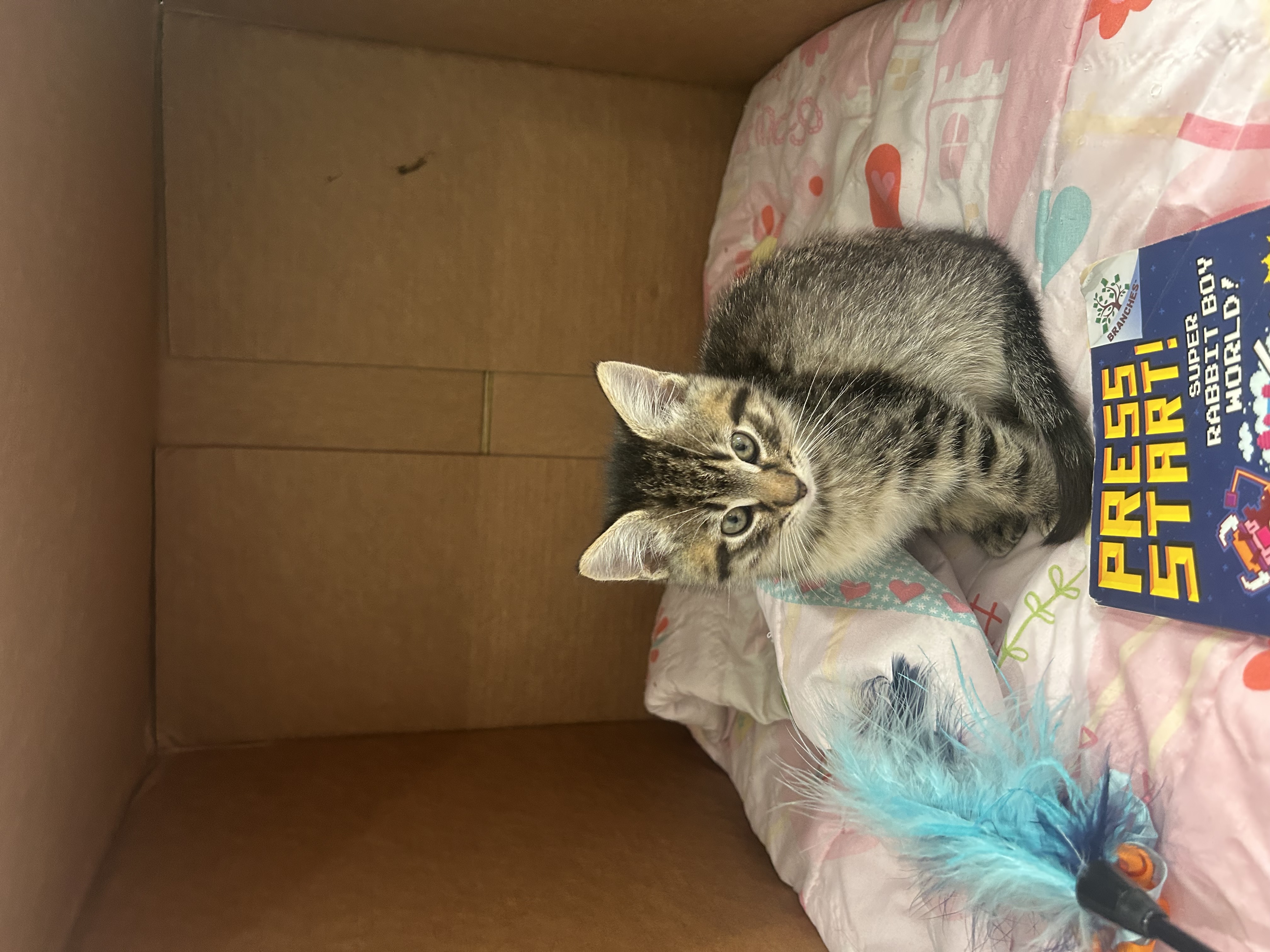 Picture of the Animal Listed