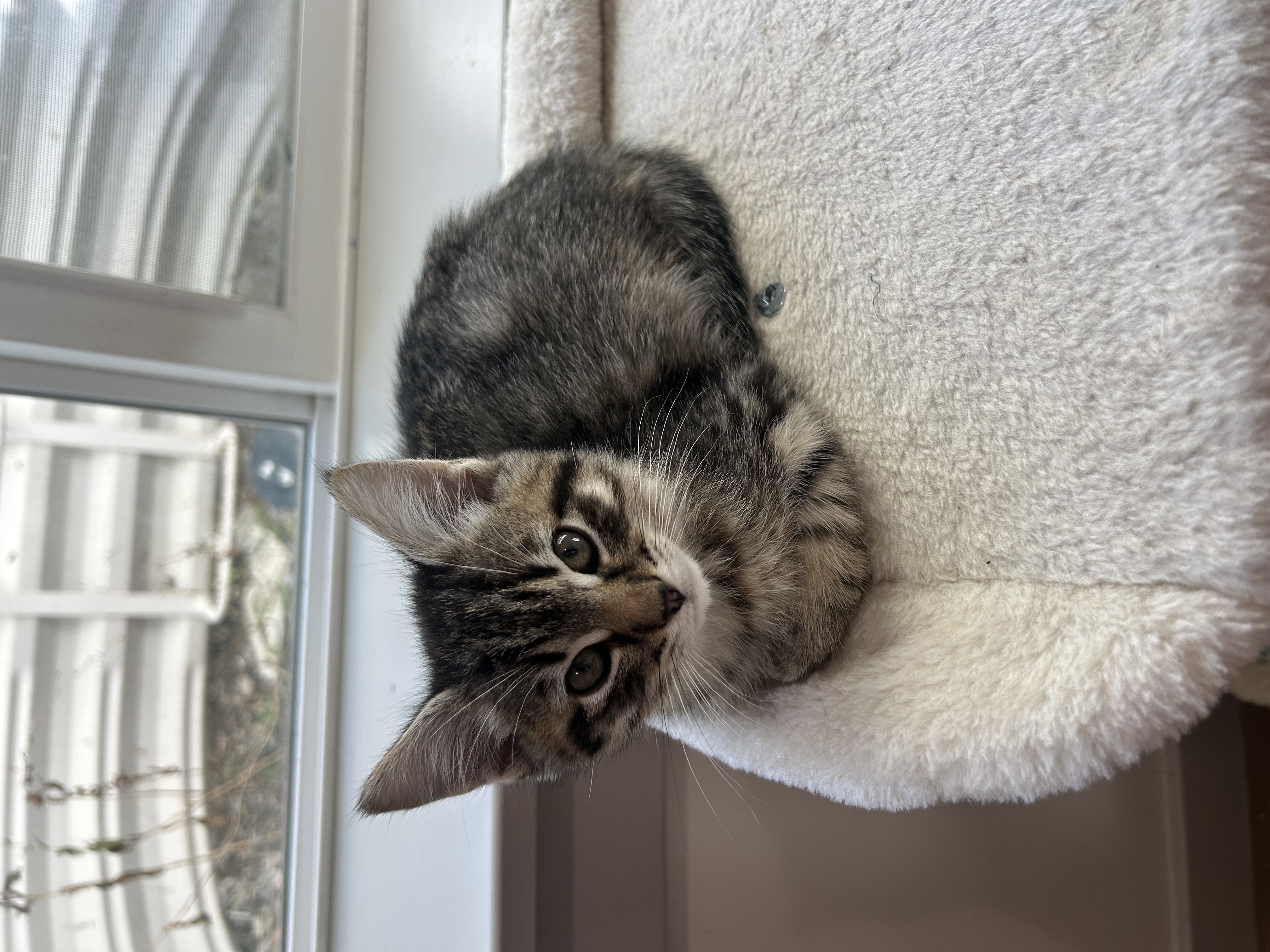 Picture of the Animal Listed