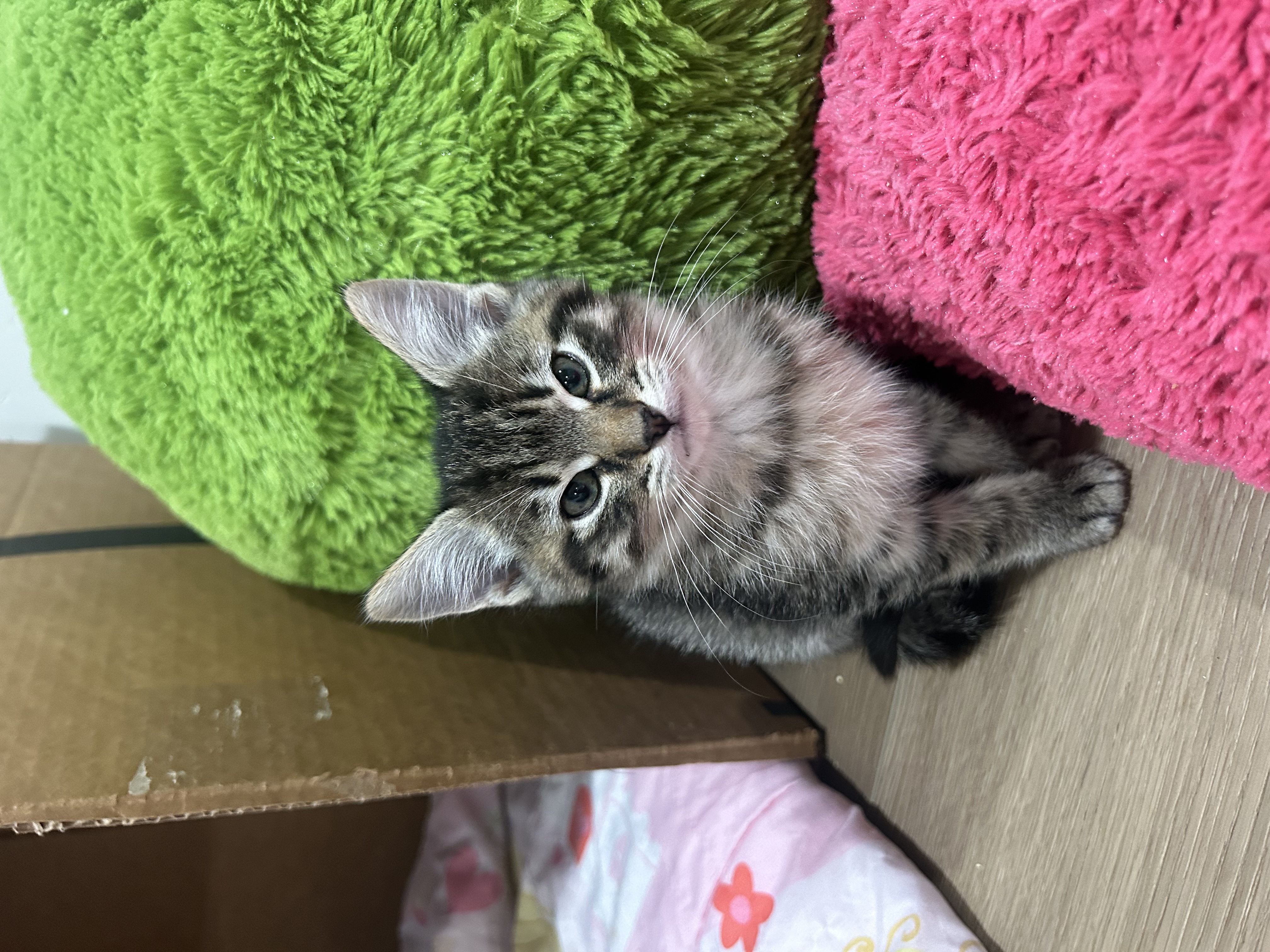 Picture of the Animal Listed