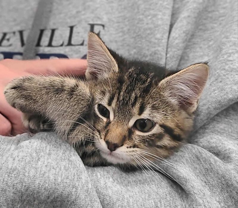 Picture of the Animal Listed