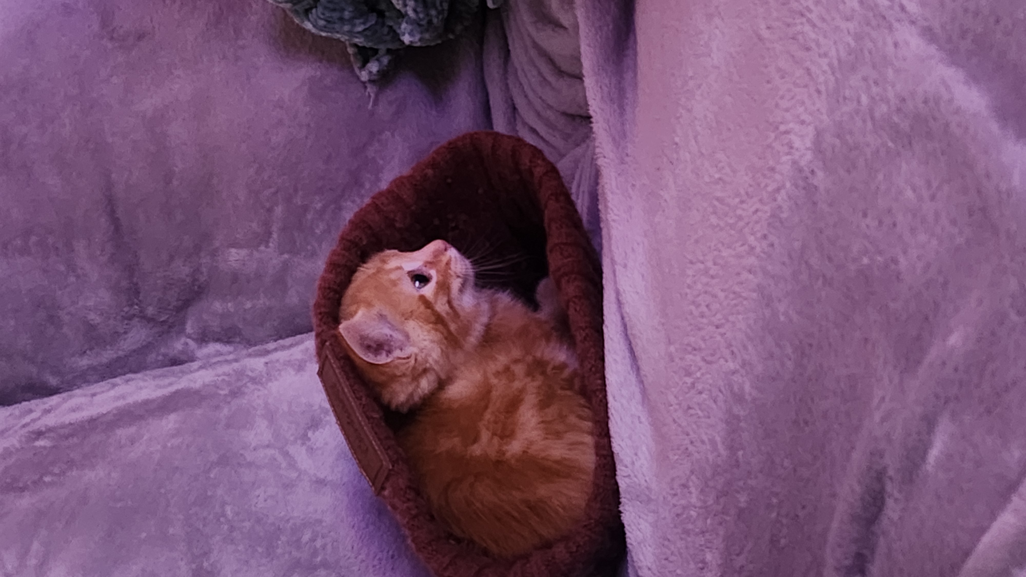 Picture of the Animal Listed