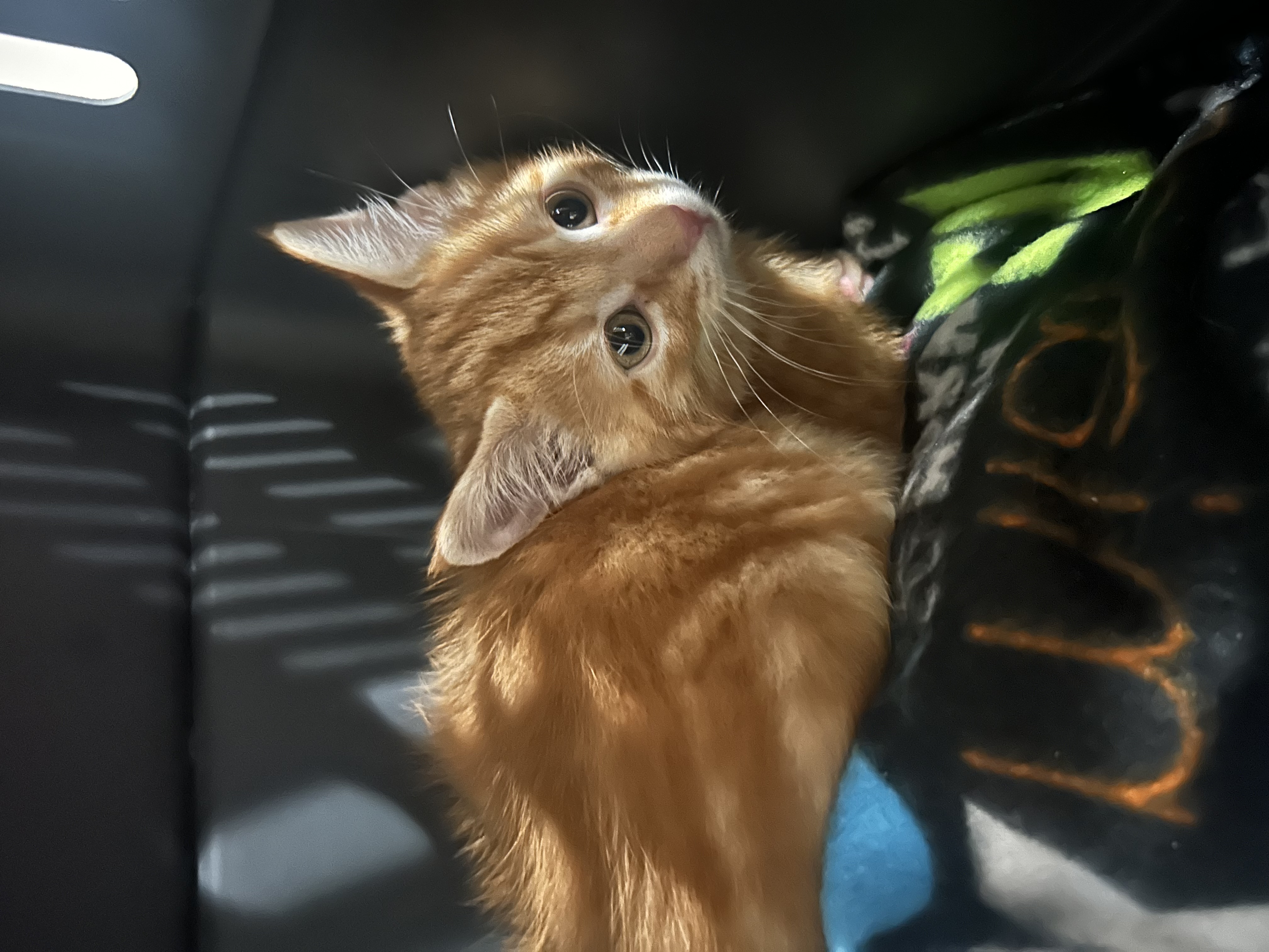 Picture of the Animal Listed