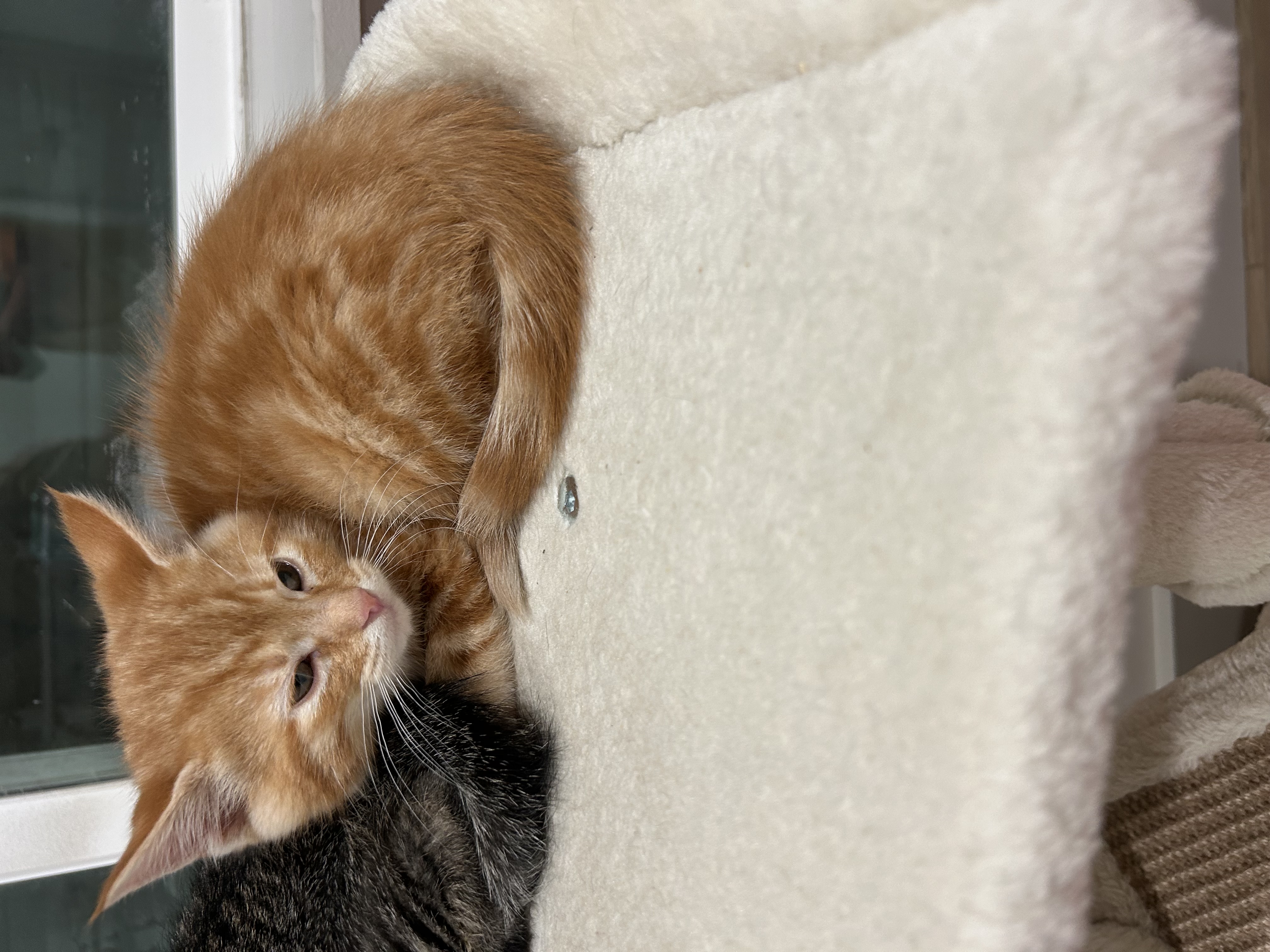 Picture of the Animal Listed