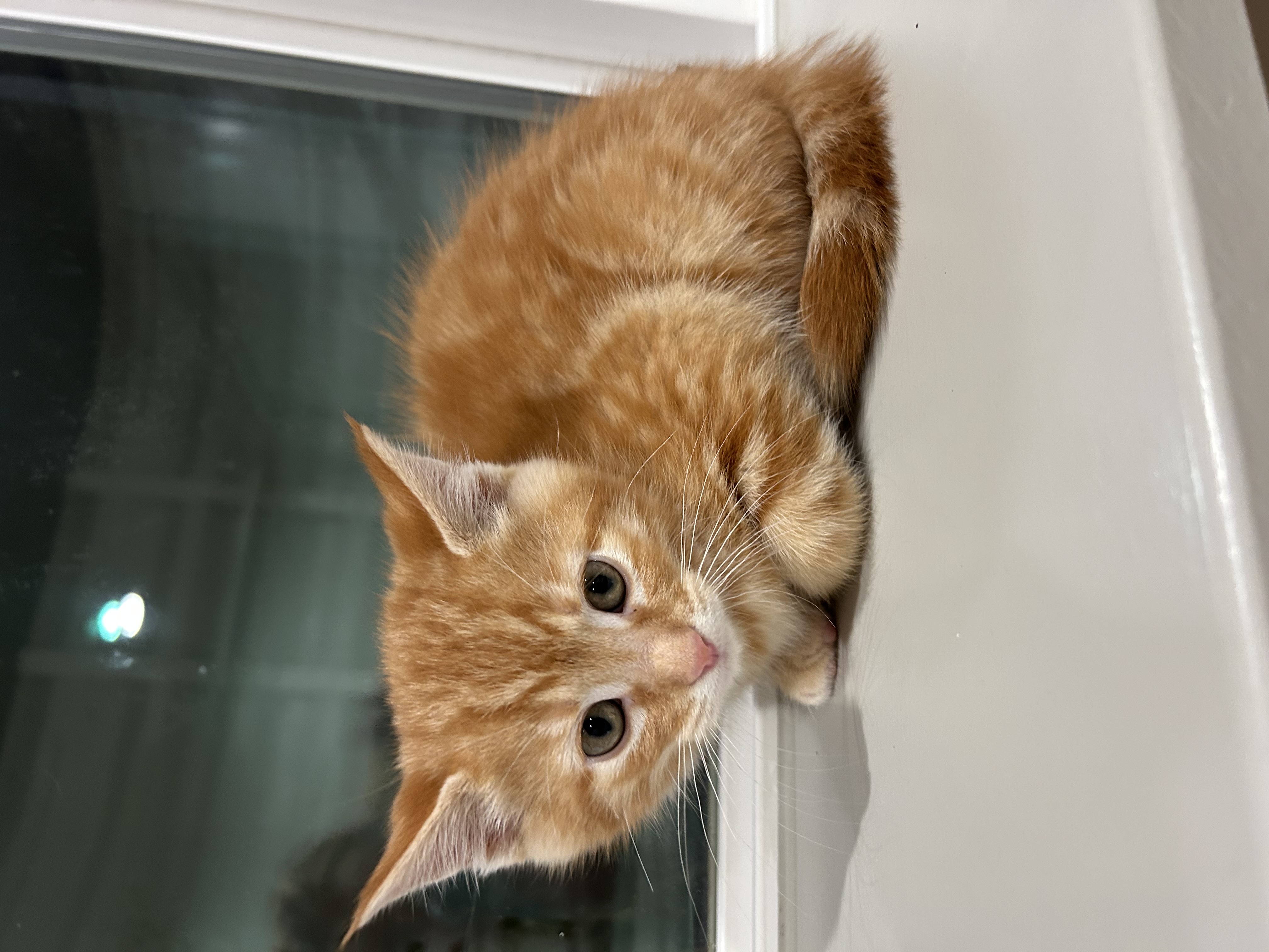 Picture of the Animal Listed