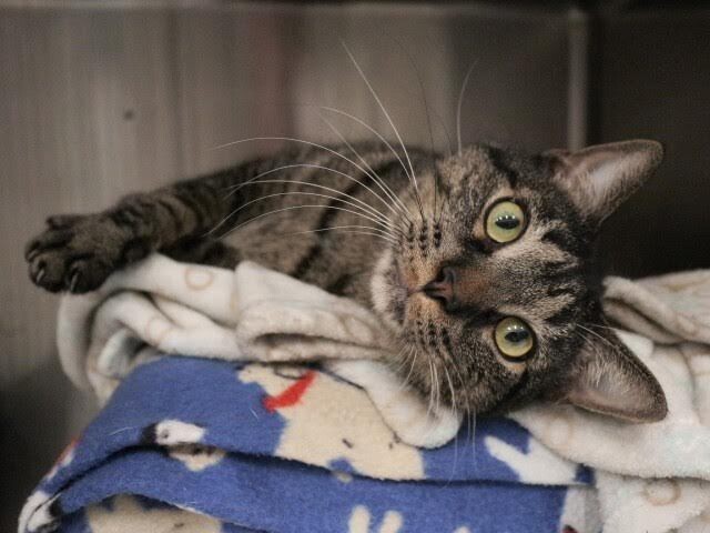 Picture of the Animal Listed