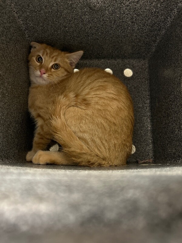 Picture of the Animal Listed