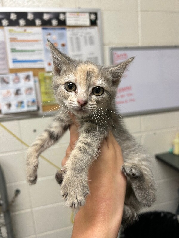 Picture of the Animal Listed