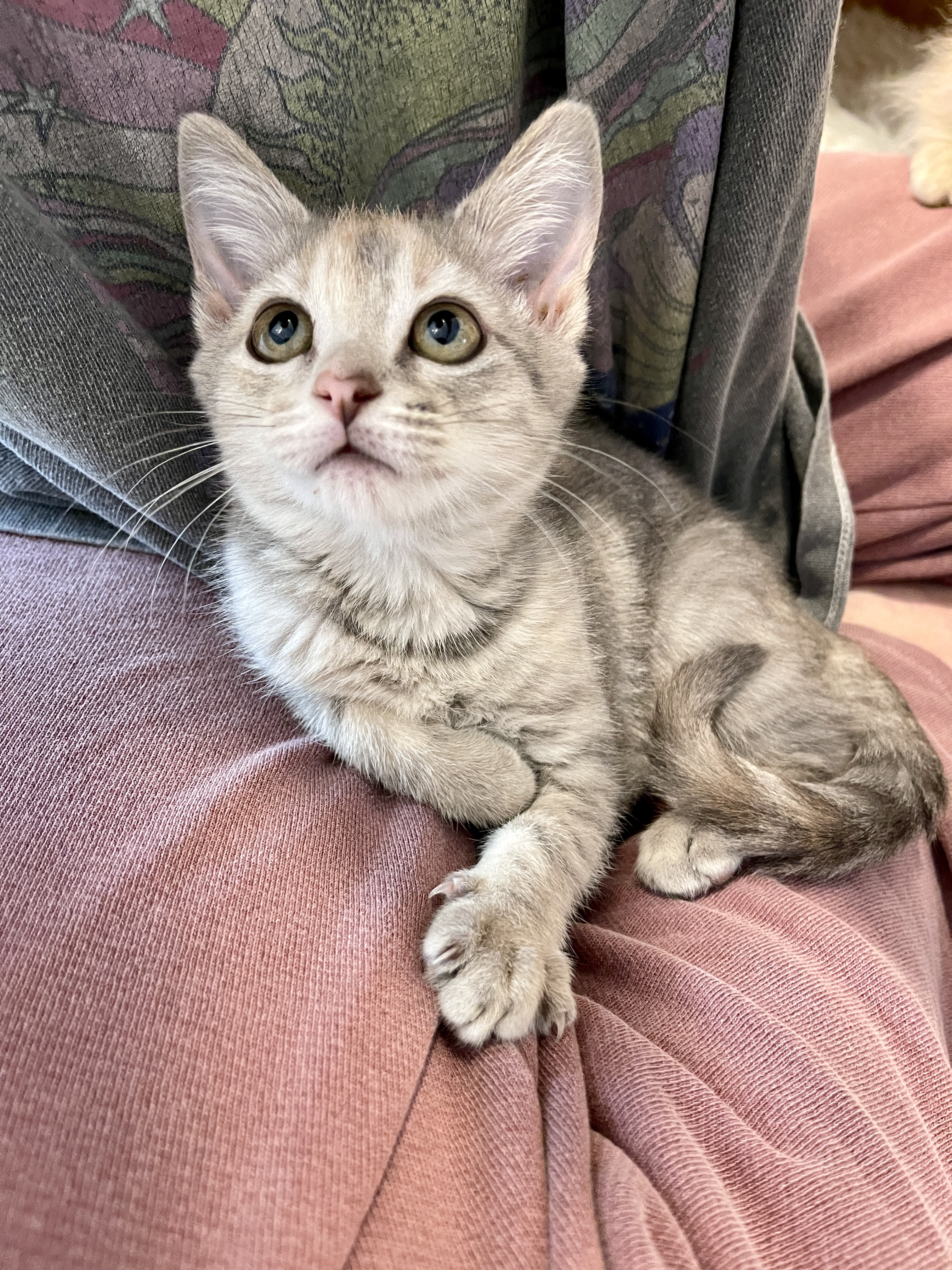 Picture of the Animal Listed