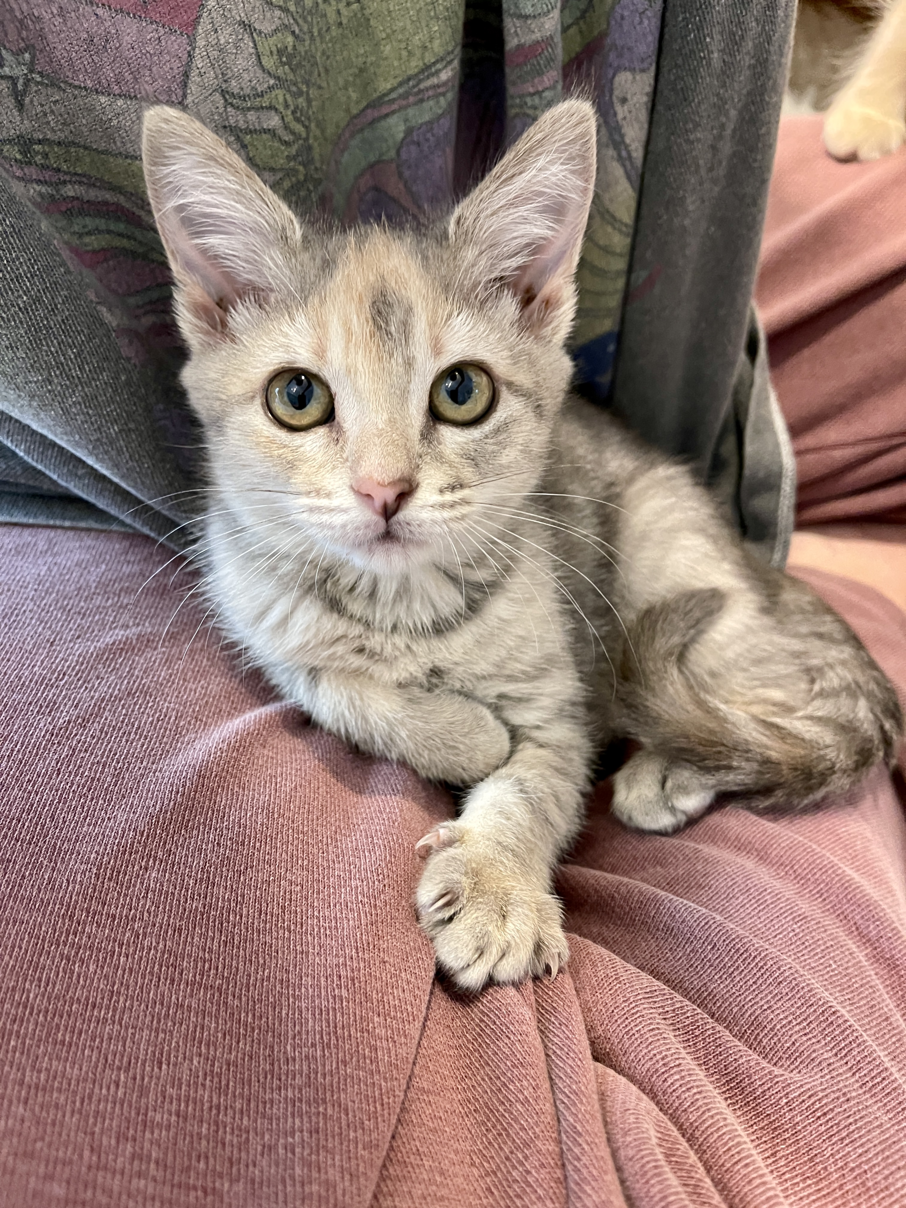 Picture of the Animal Listed