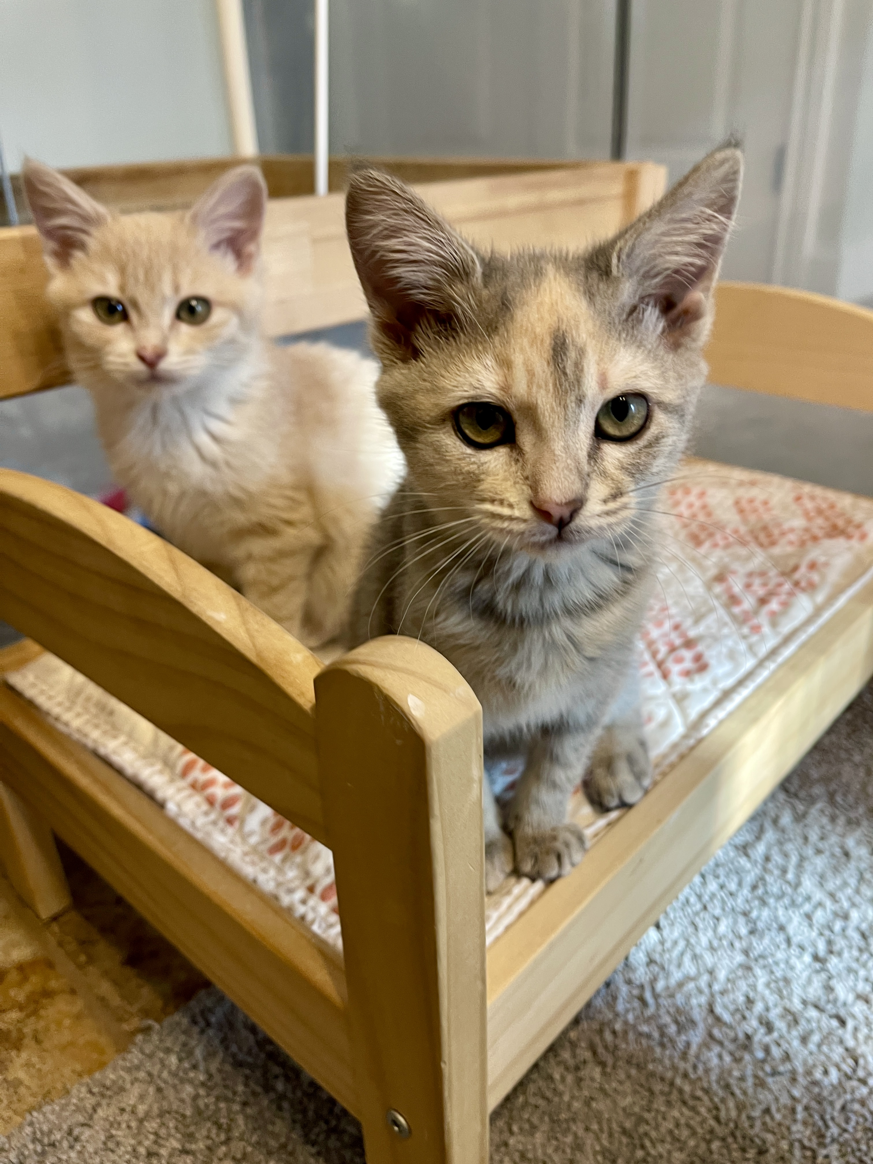 Picture of the Animal Listed