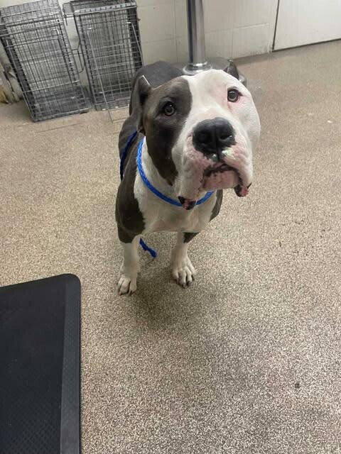 Picture of the Animal Listed