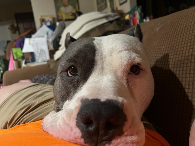 Picture of the Animal Listed