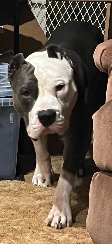 Picture of the Animal Listed