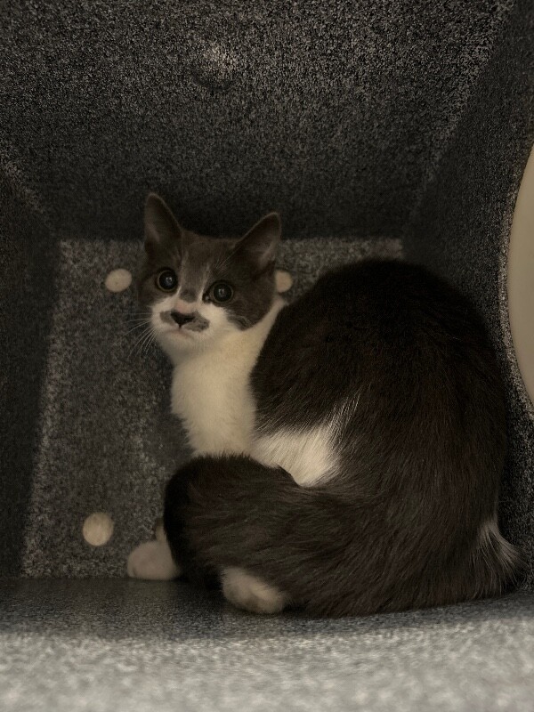 Picture of the Animal Listed