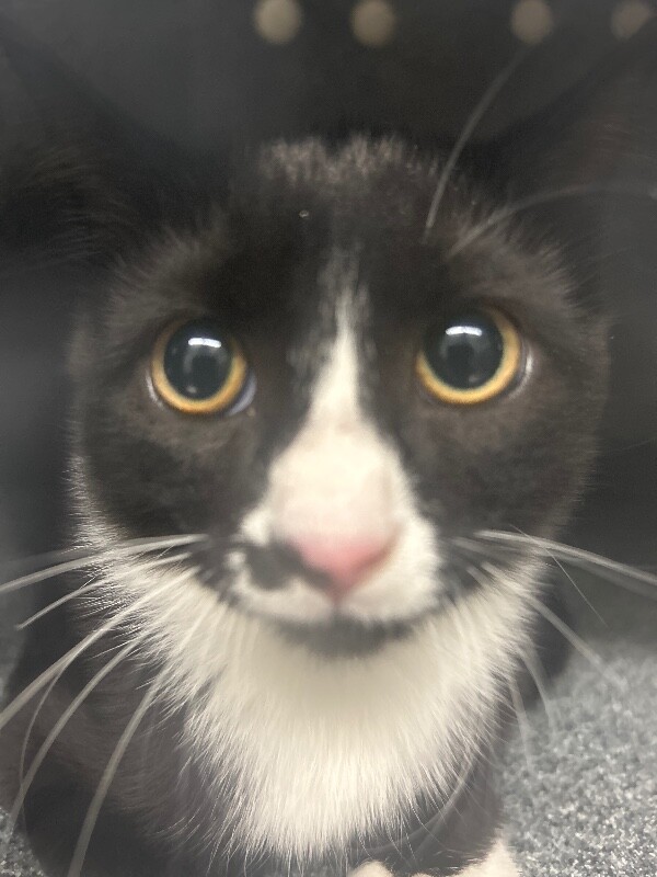 Picture of the Animal Listed