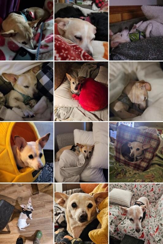 Picture of the Animal Listed