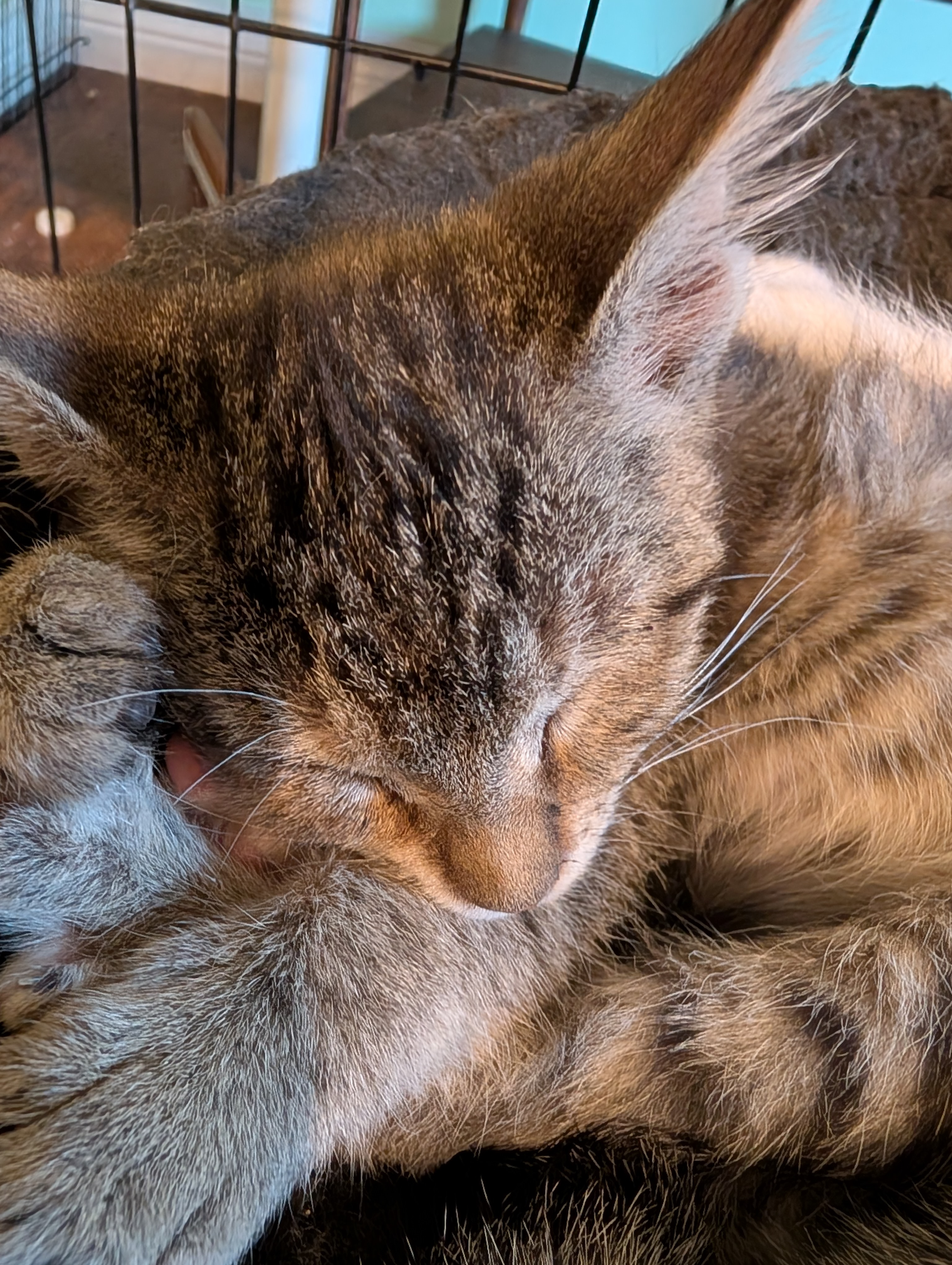 Picture of the Animal Listed