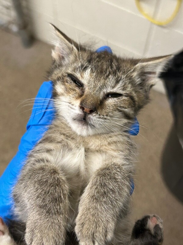 Picture of the Animal Listed
