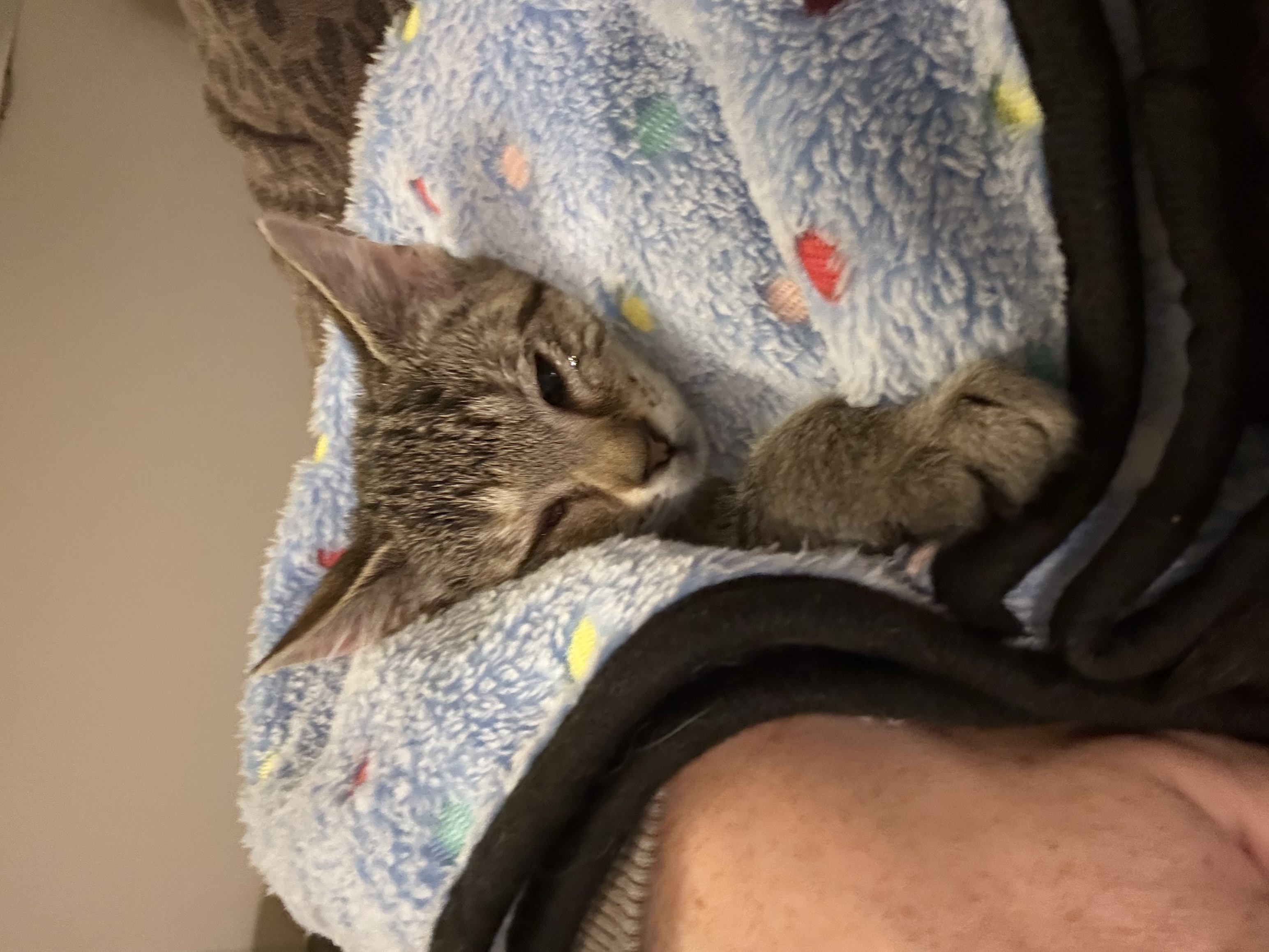 Picture of the Animal Listed