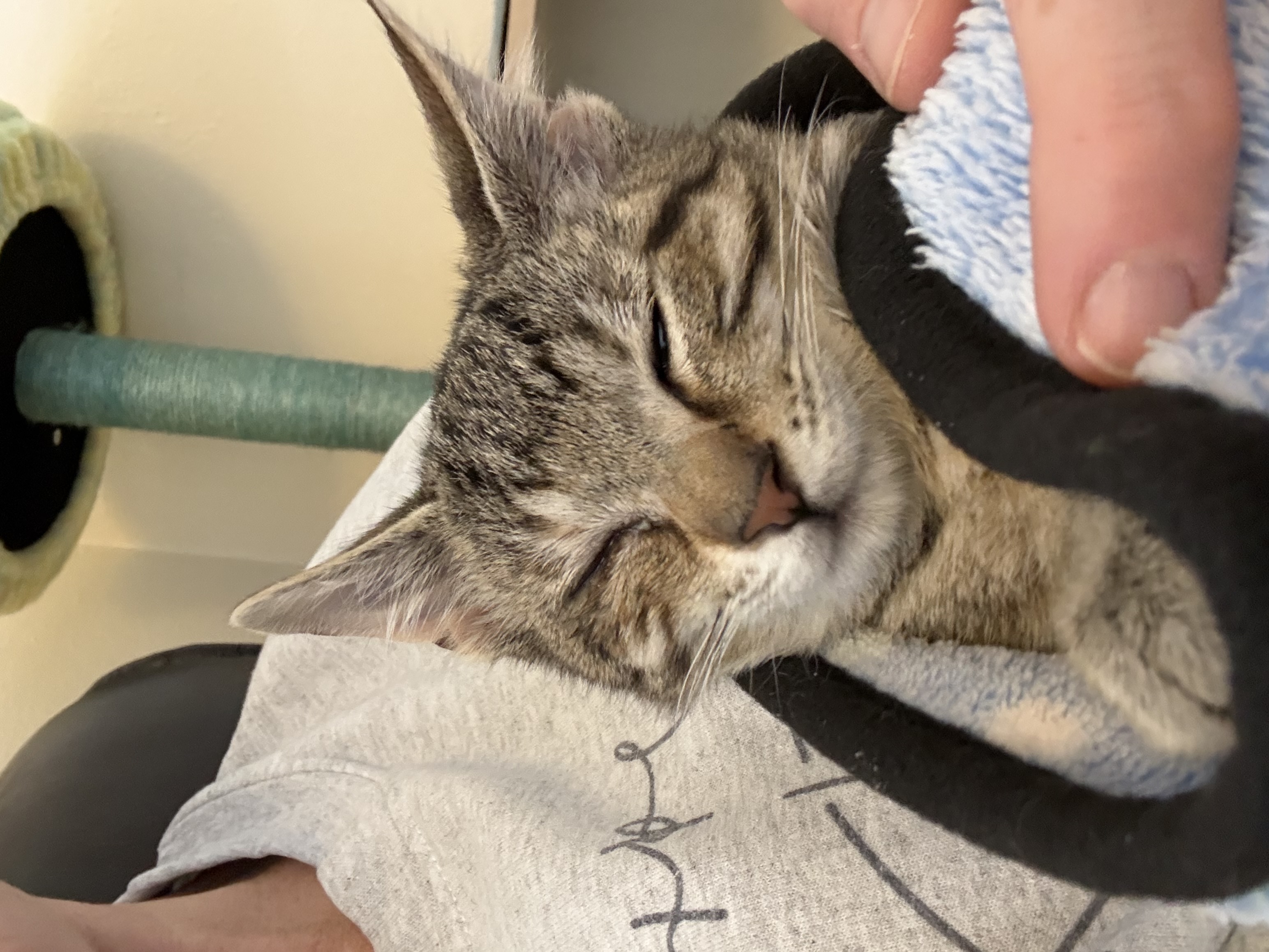 Picture of the Animal Listed