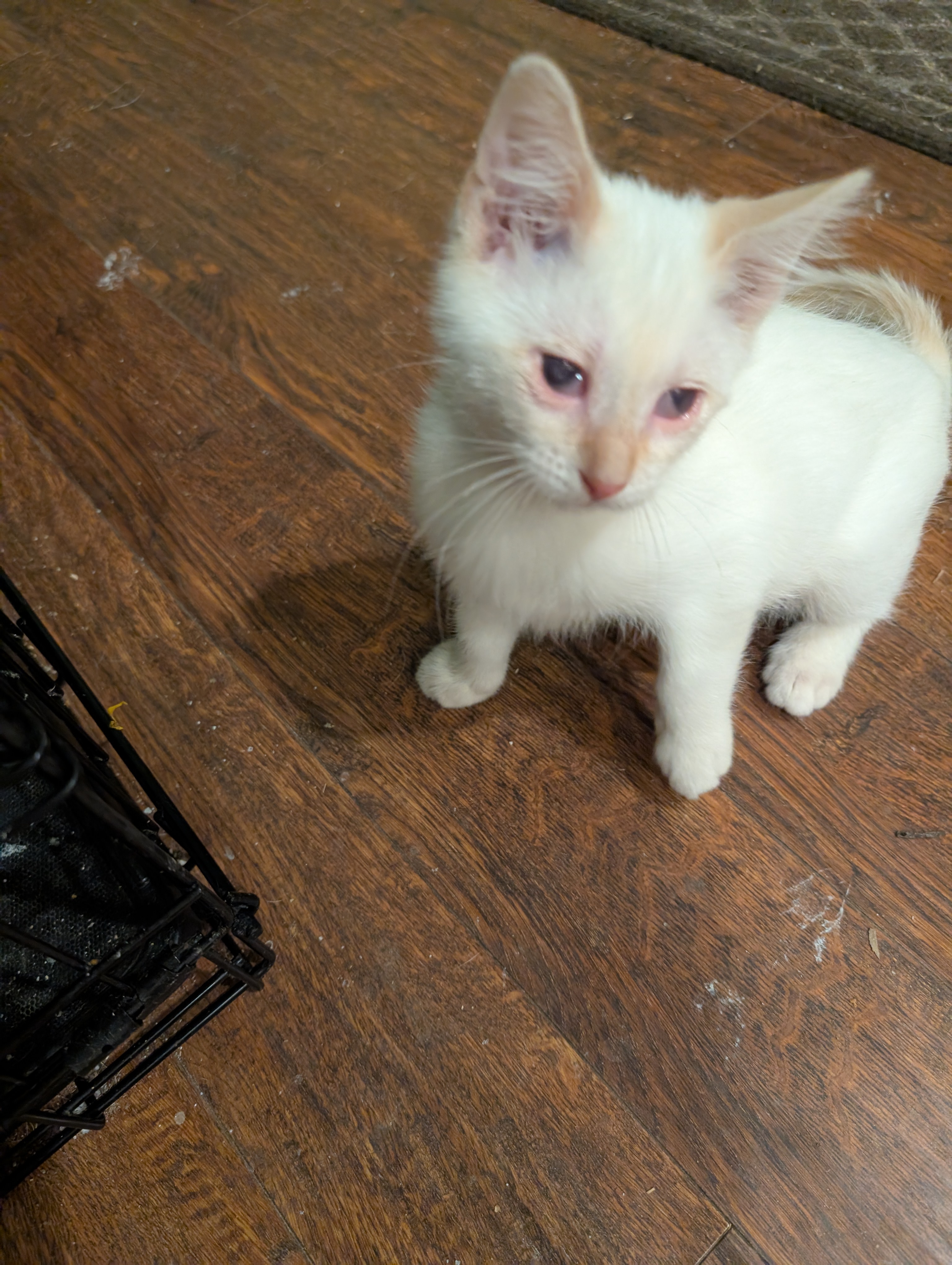 Picture of the Animal Listed