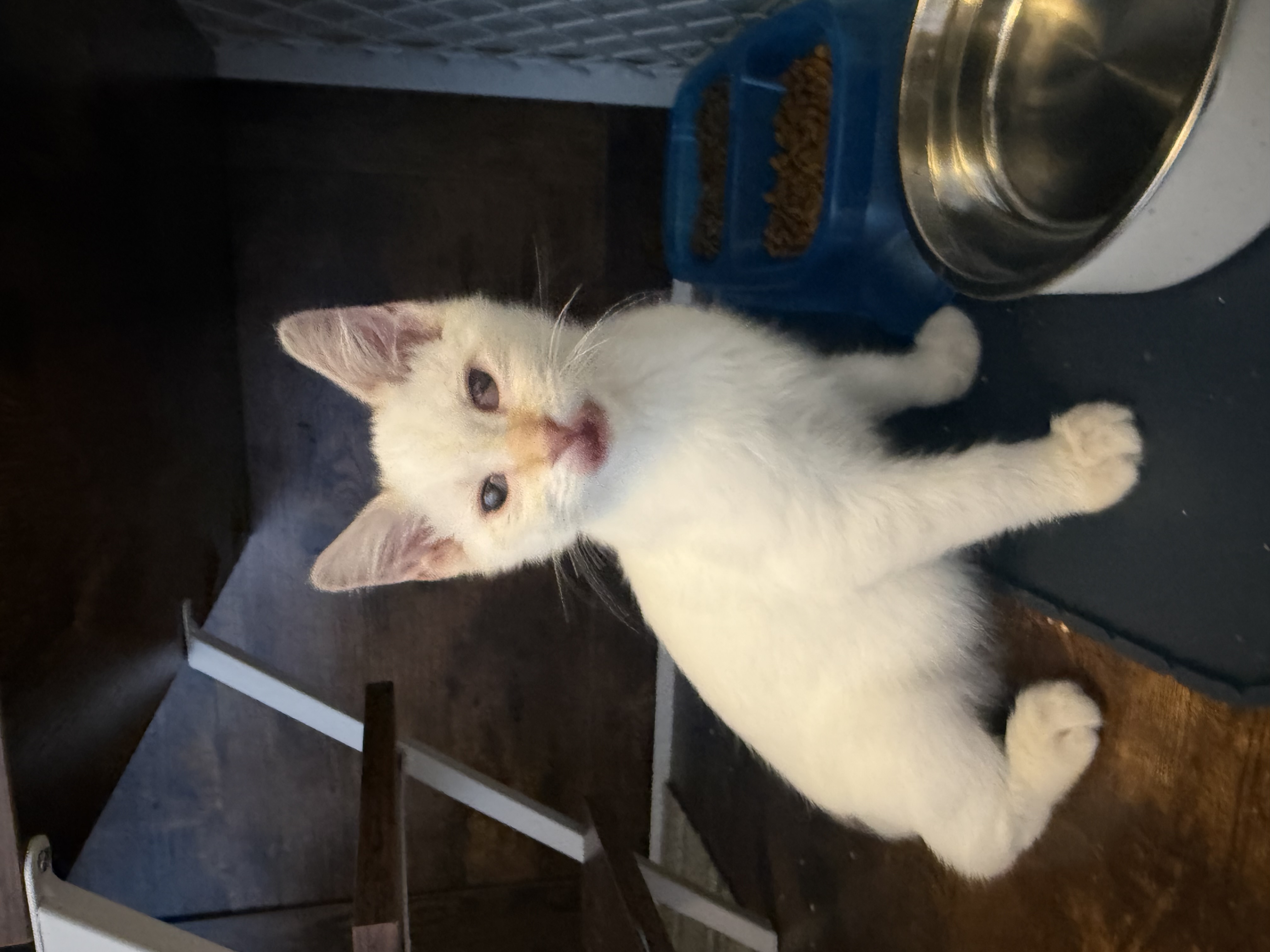 Picture of the Animal Listed