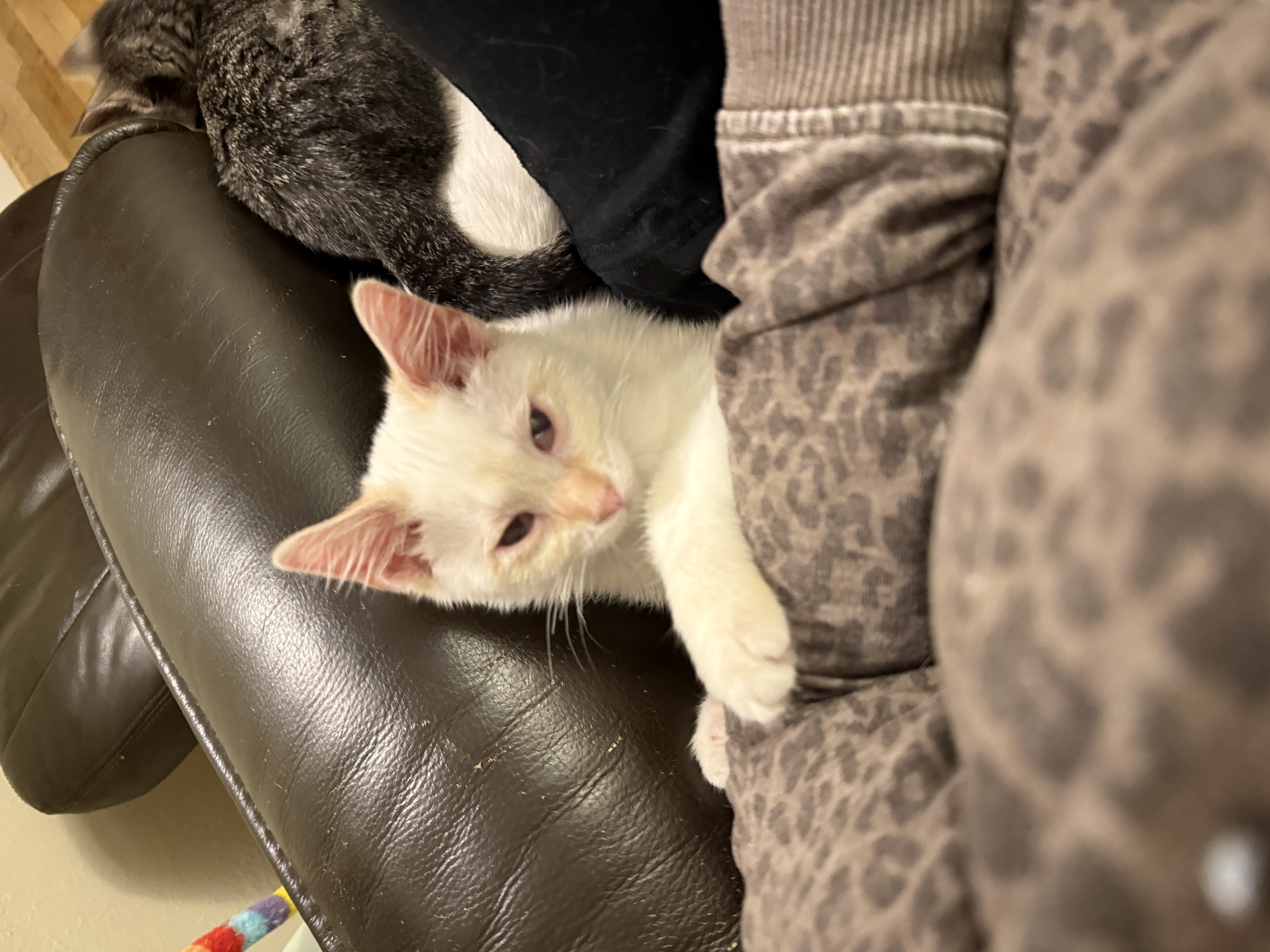 Picture of the Animal Listed