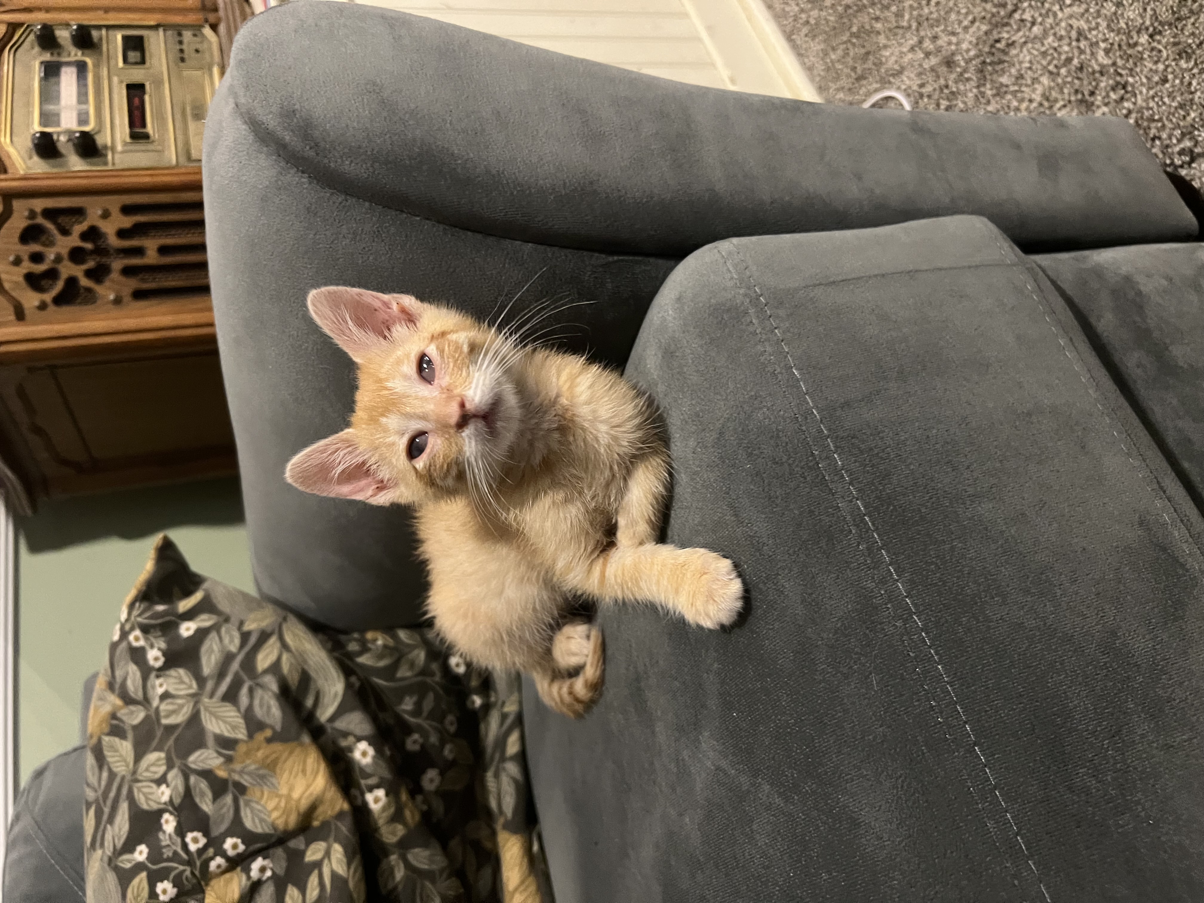 Picture of the Animal Listed