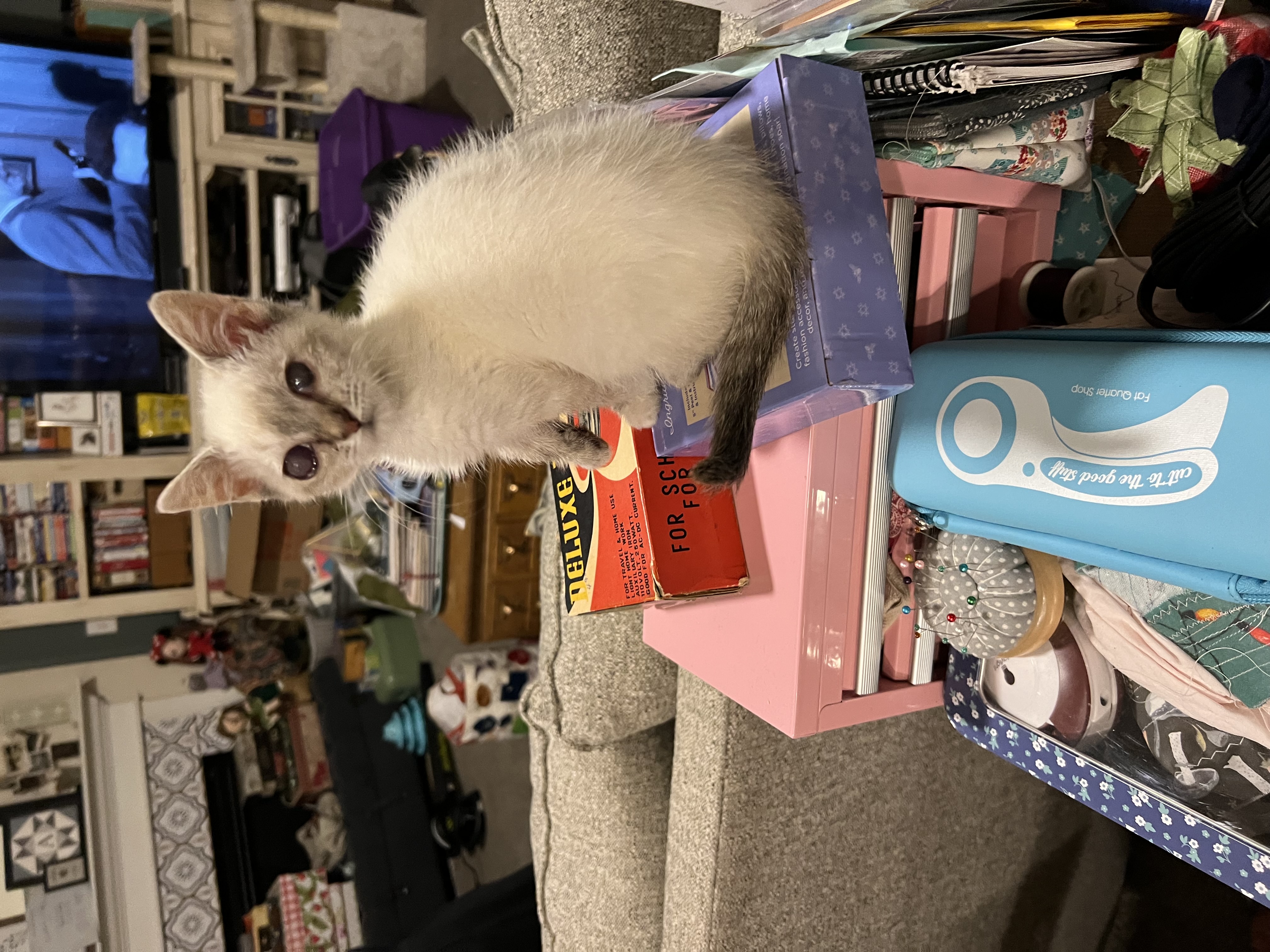 Picture of the Animal Listed