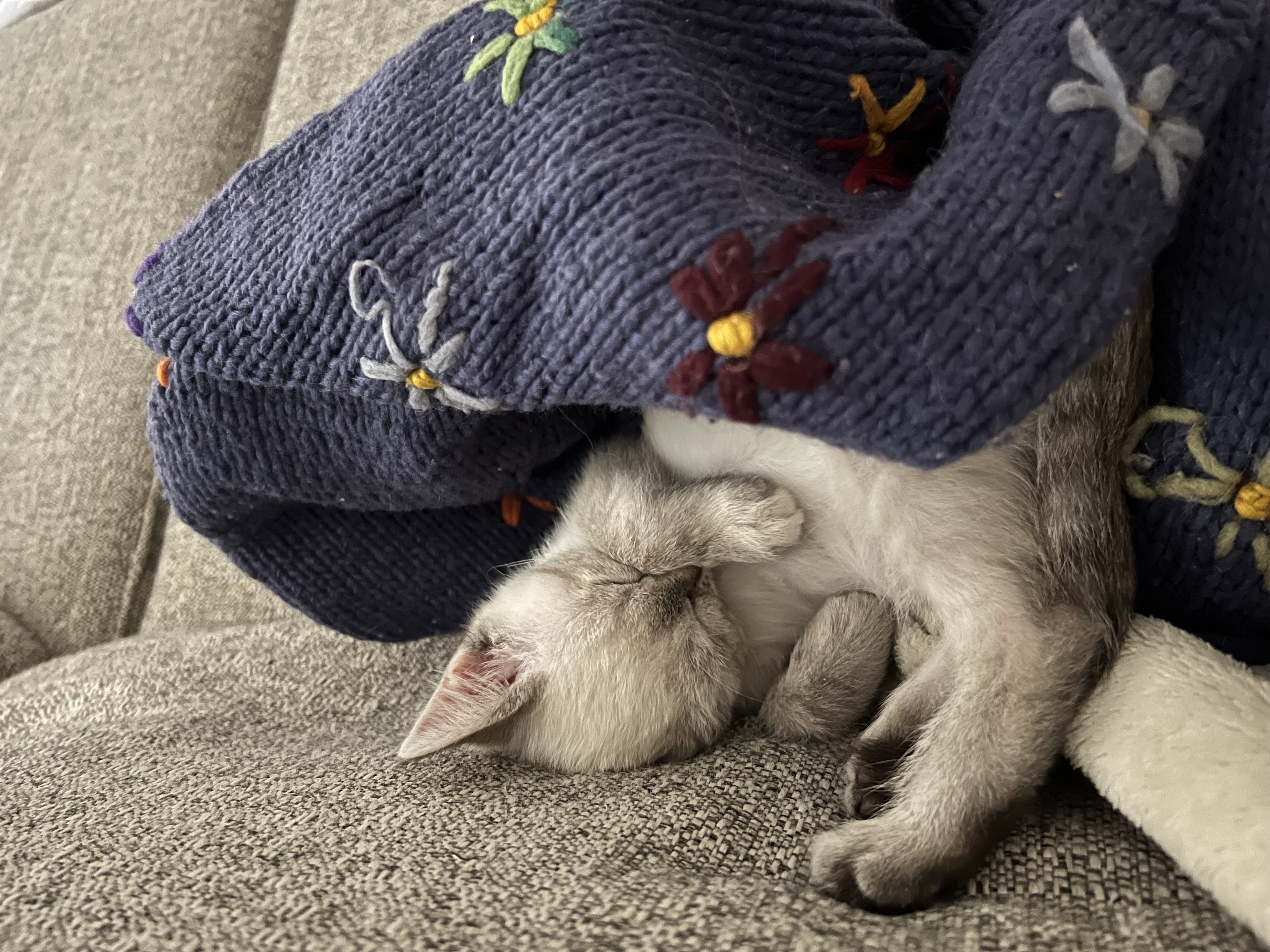 Picture of the Animal Listed