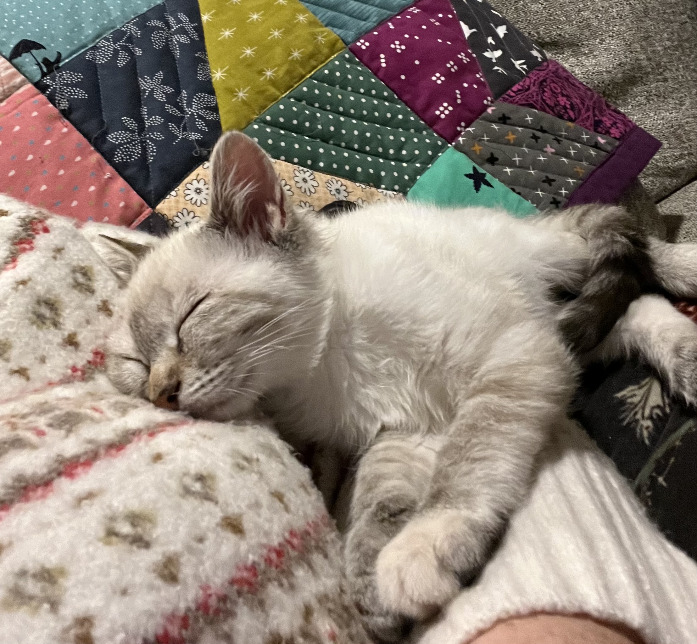 Picture of the Animal Listed