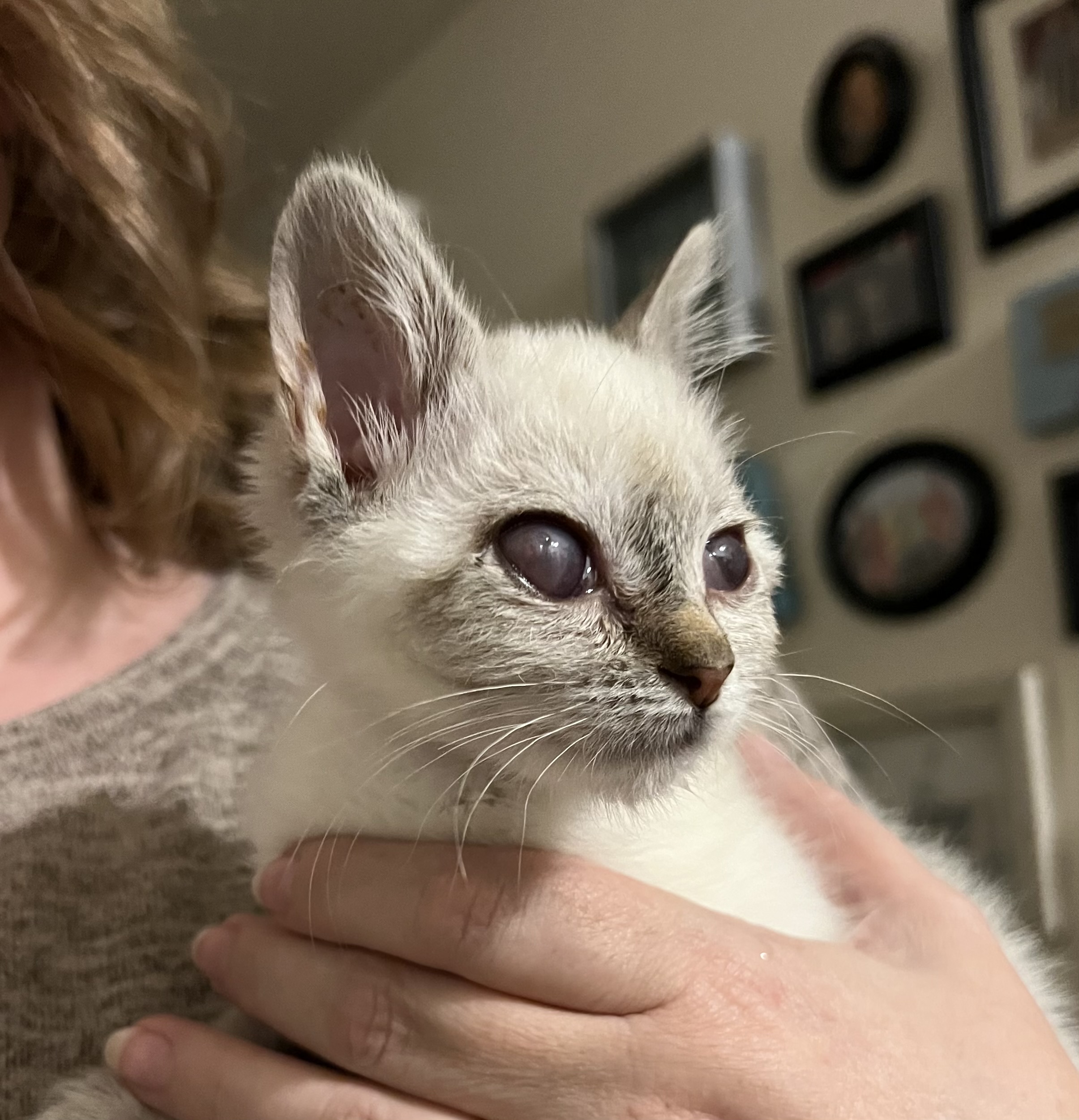Picture of the Animal Listed