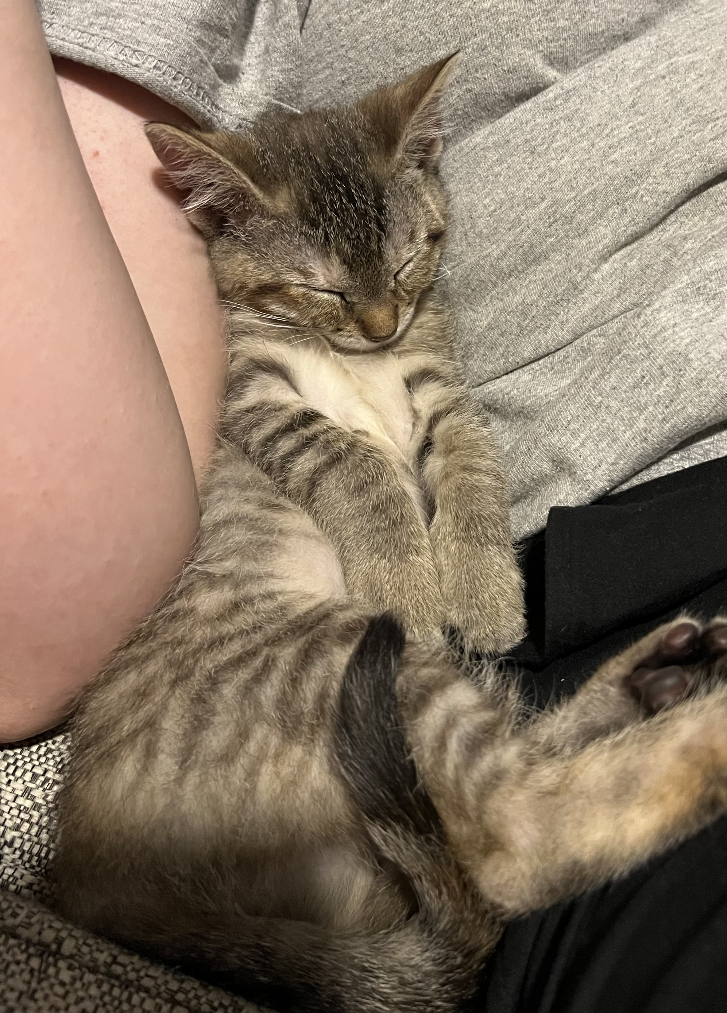 Picture of the Animal Listed