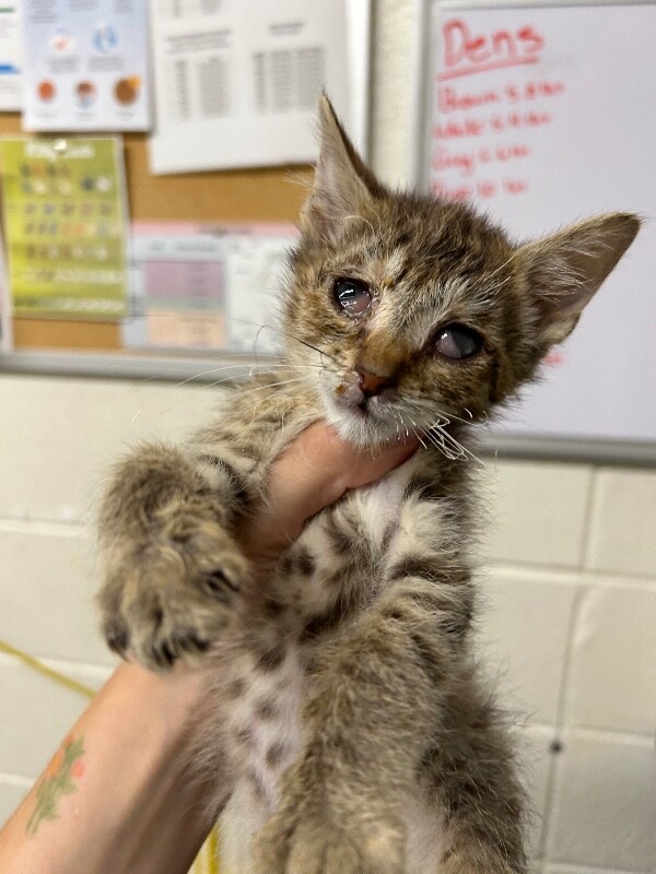 Picture of the Animal Listed