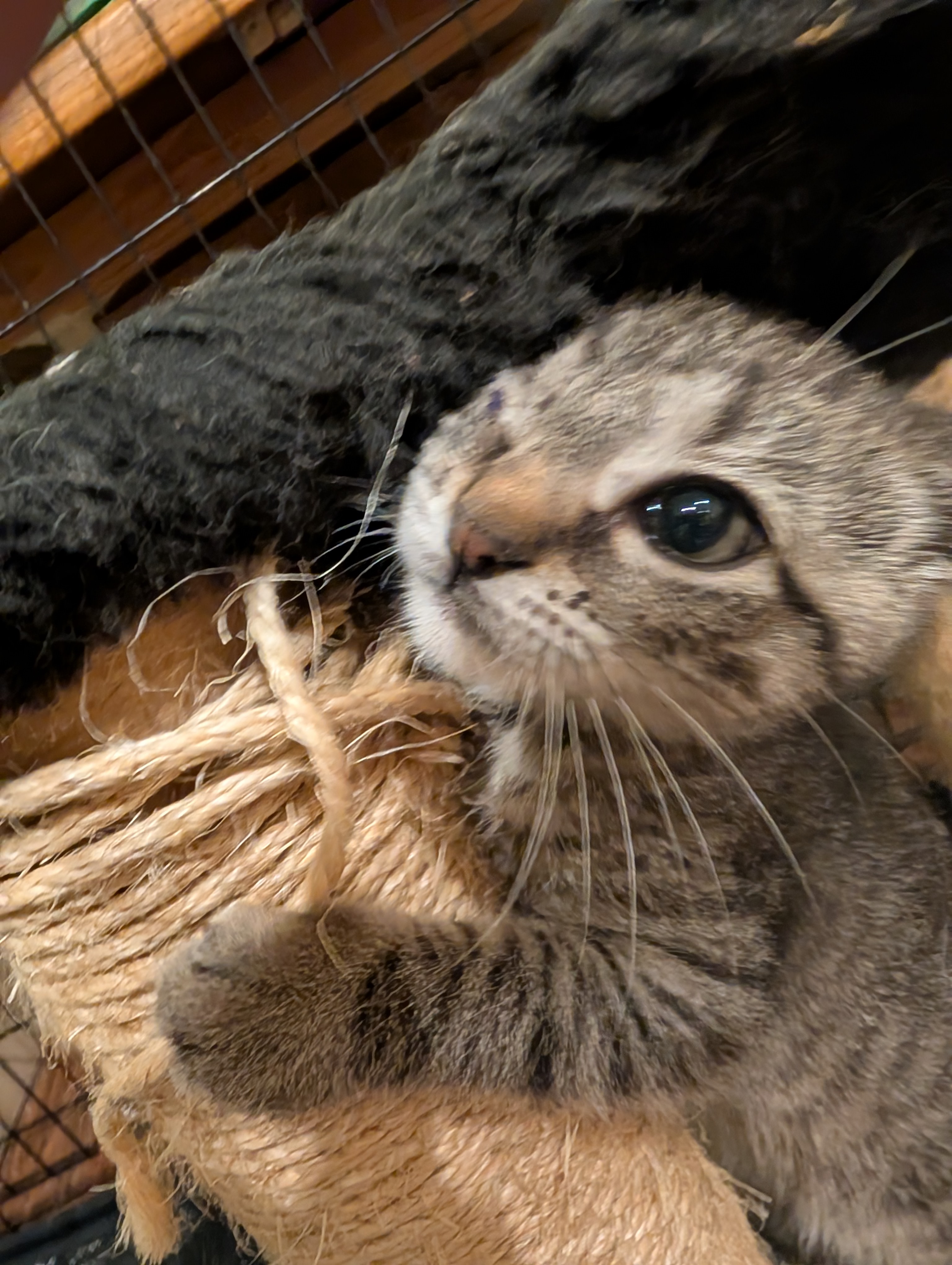 Picture of the Animal Listed