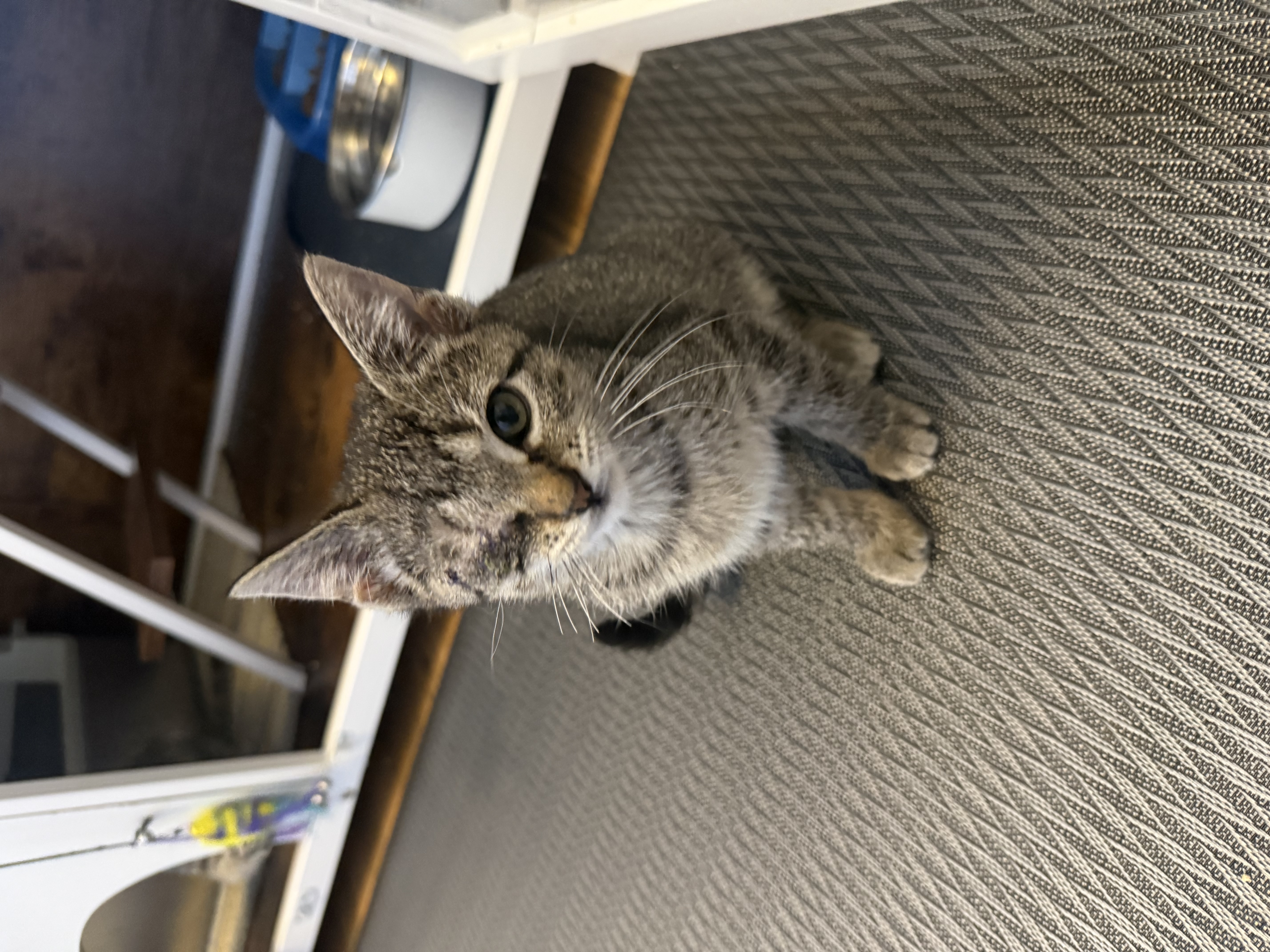 Picture of the Animal Listed