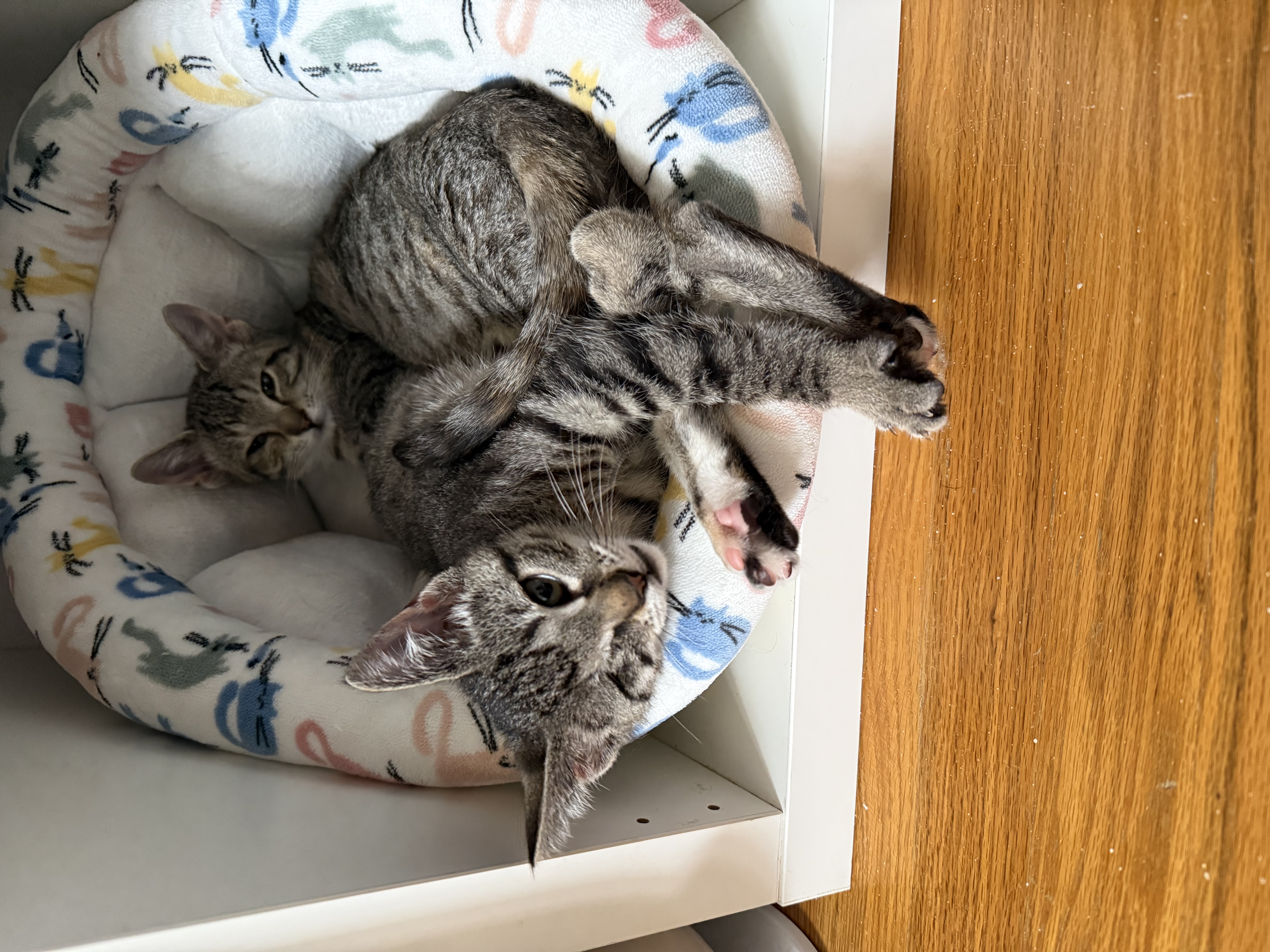 Picture of the Animal Listed