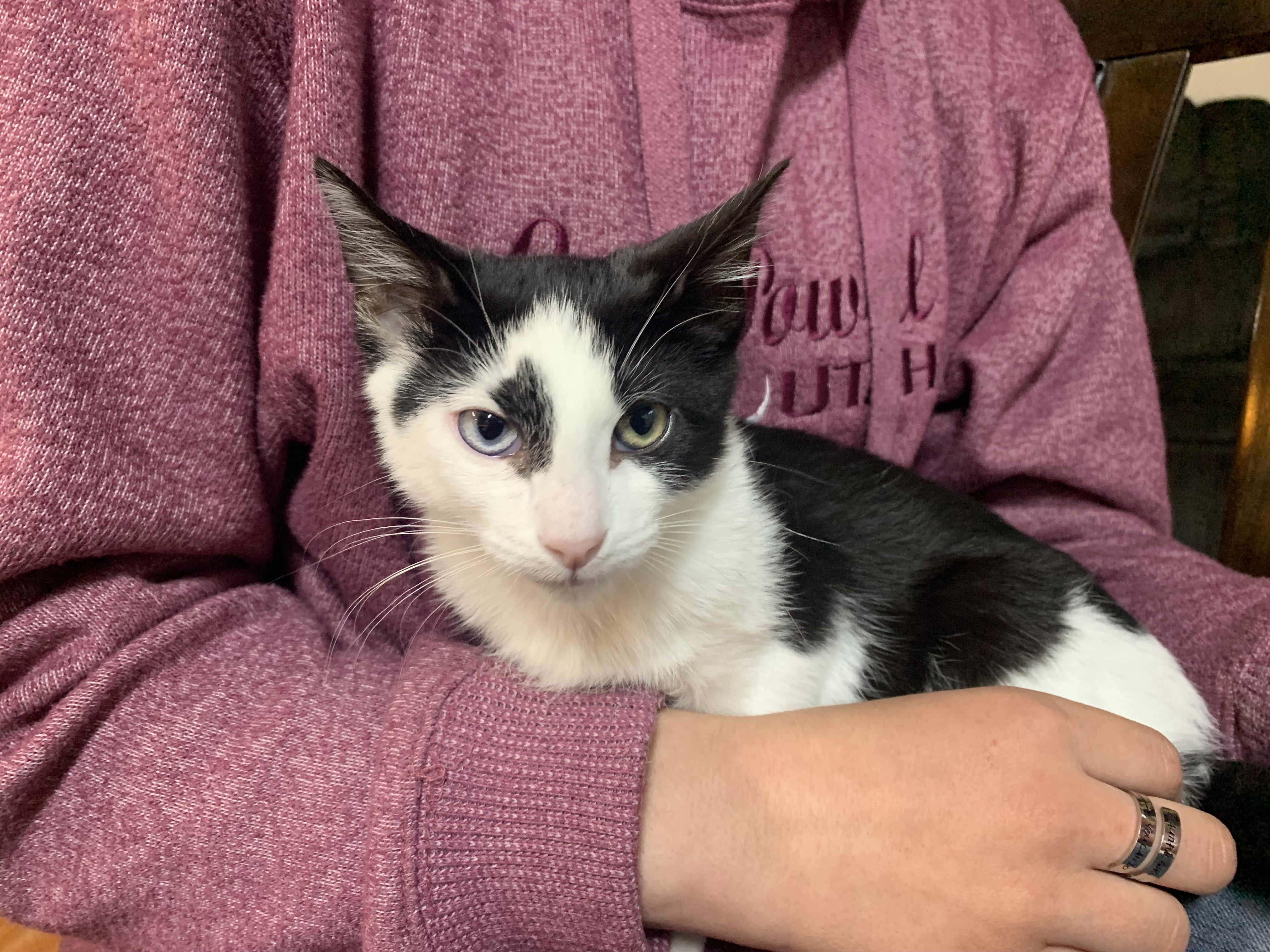 Picture of the Animal Listed