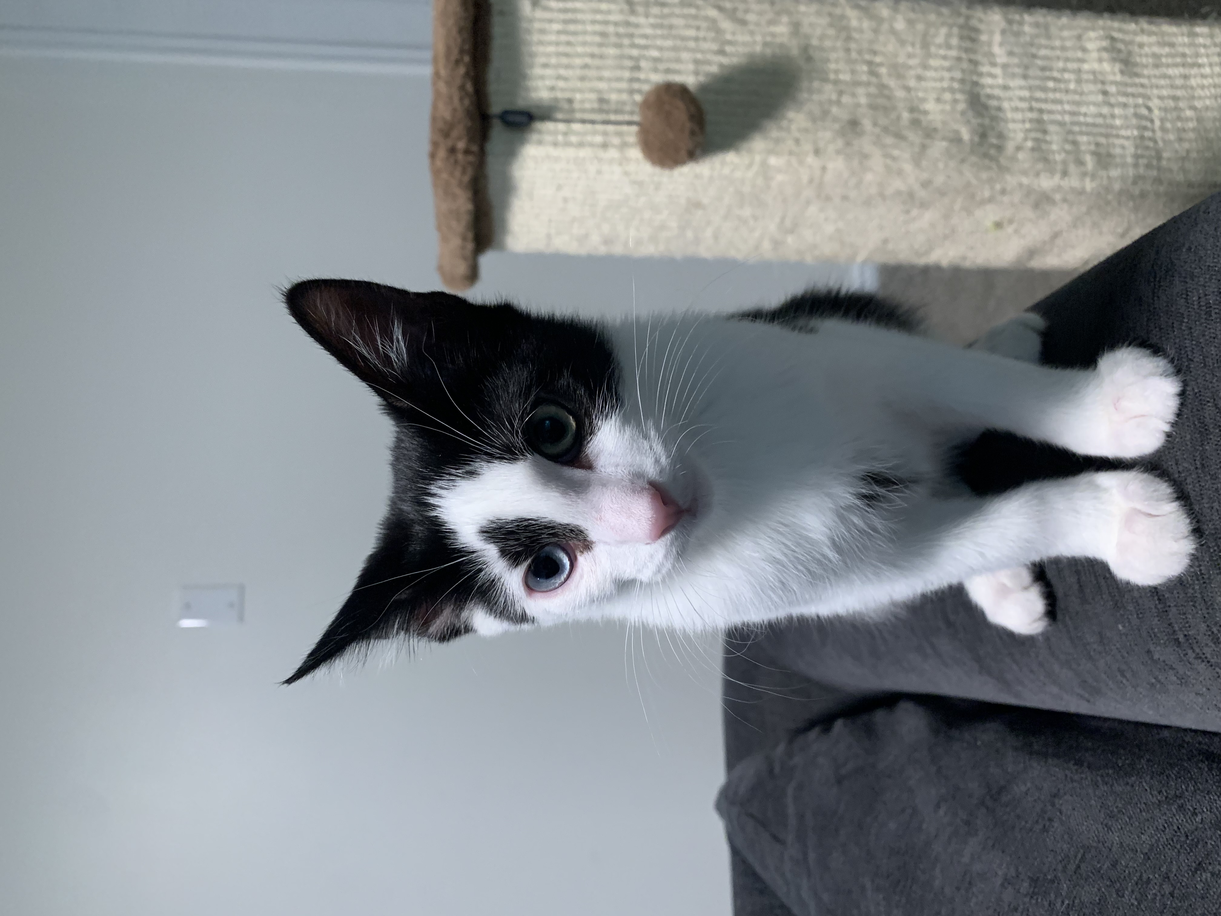 Picture of the Animal Listed