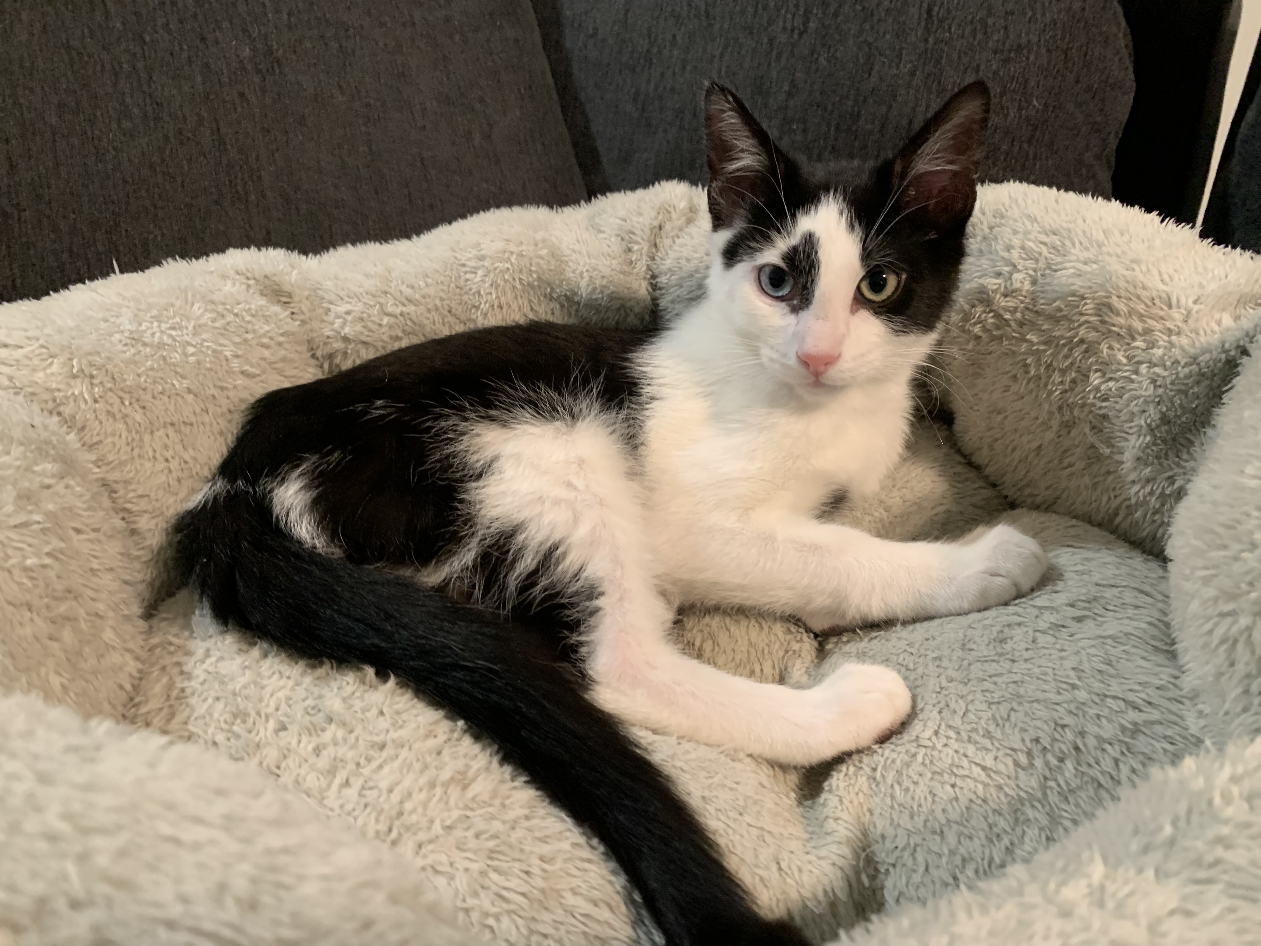 Picture of the Animal Listed