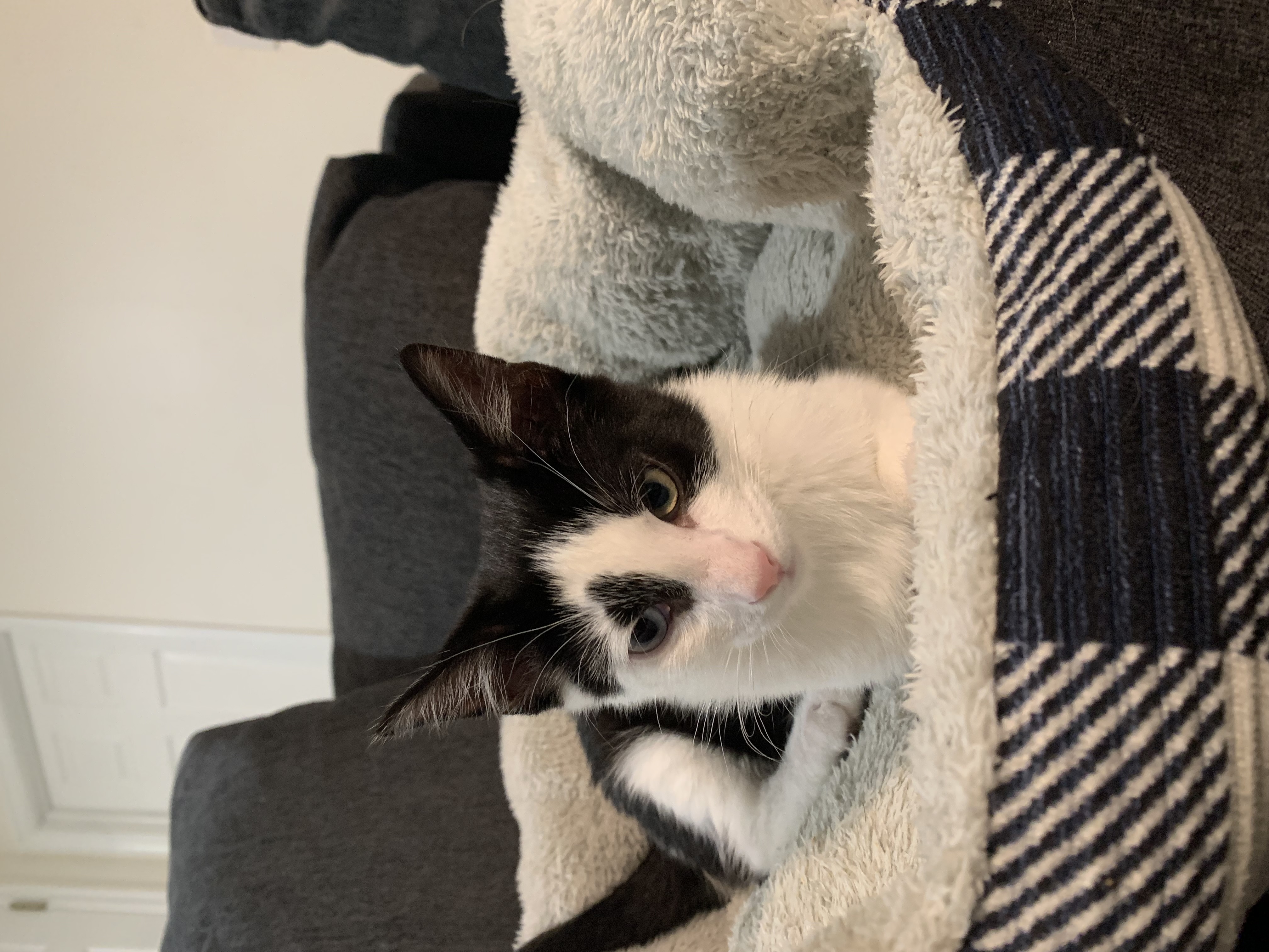 Picture of the Animal Listed